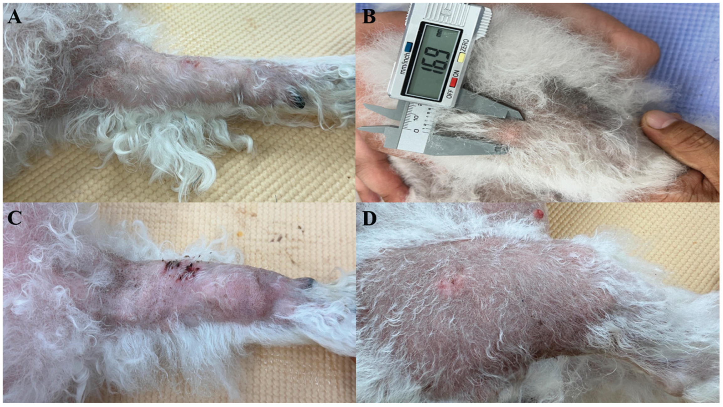 Preprints 163270 g001