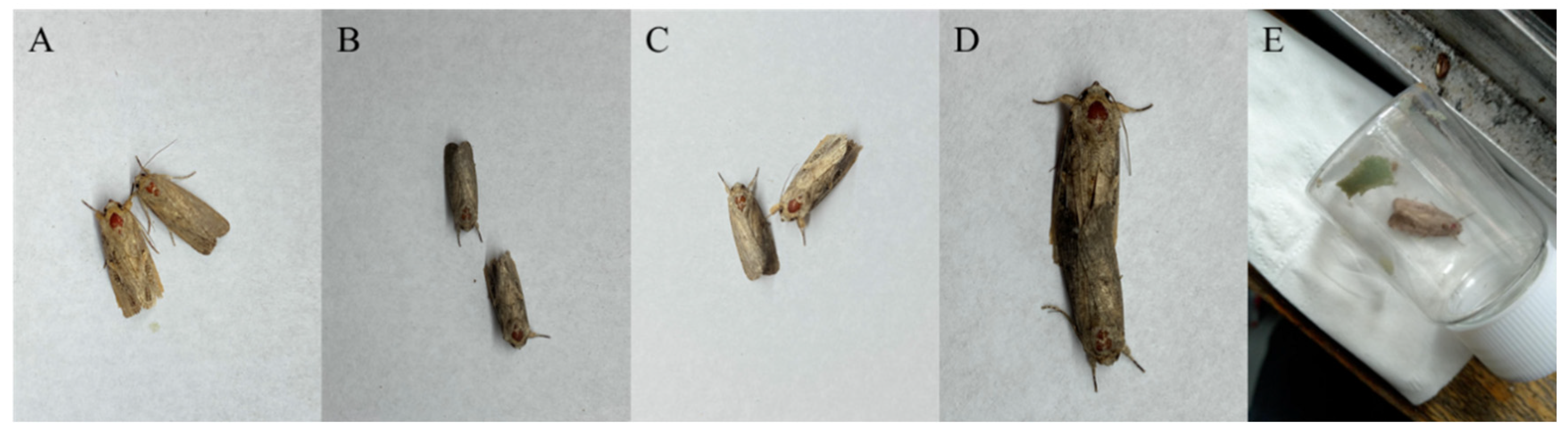 Preprints 155695 g001