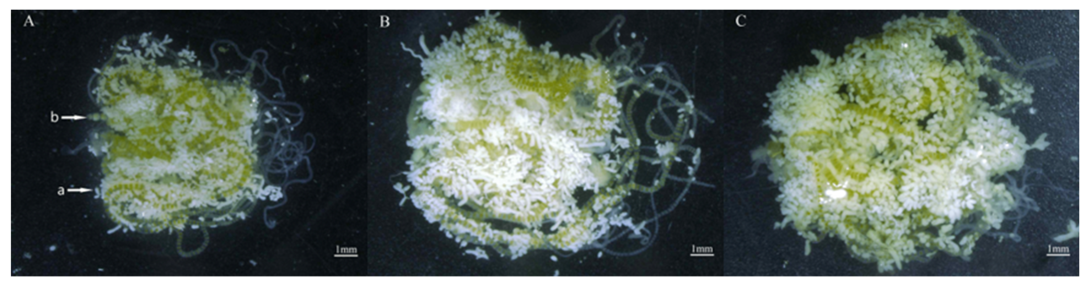 Preprints 155695 g011