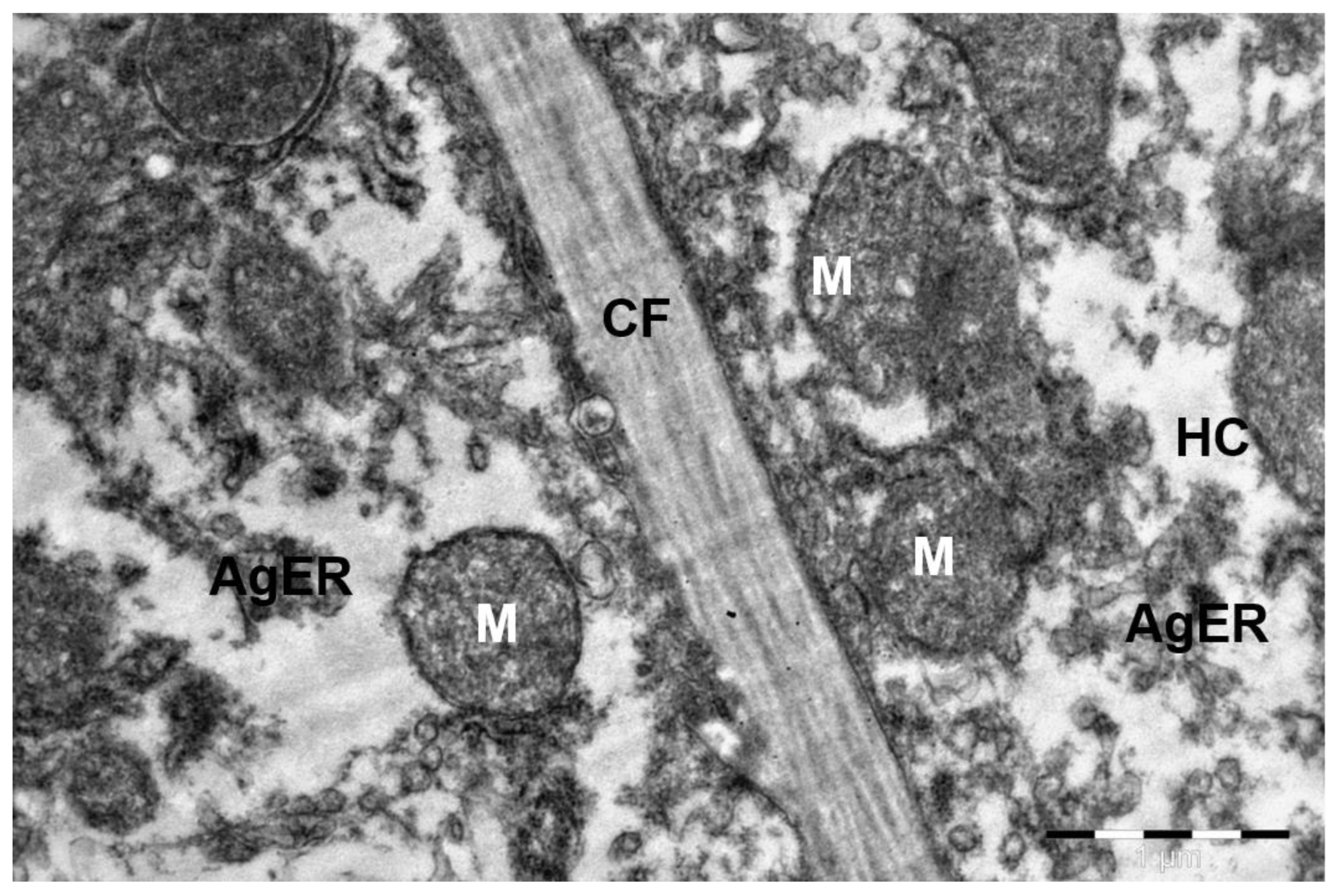 Preprints 172017 g002