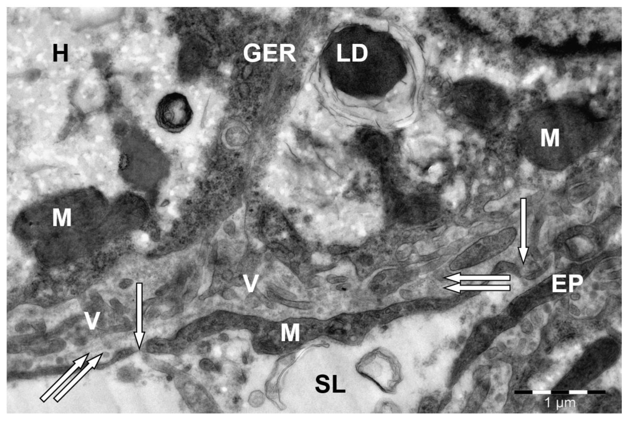 Preprints 172017 g004