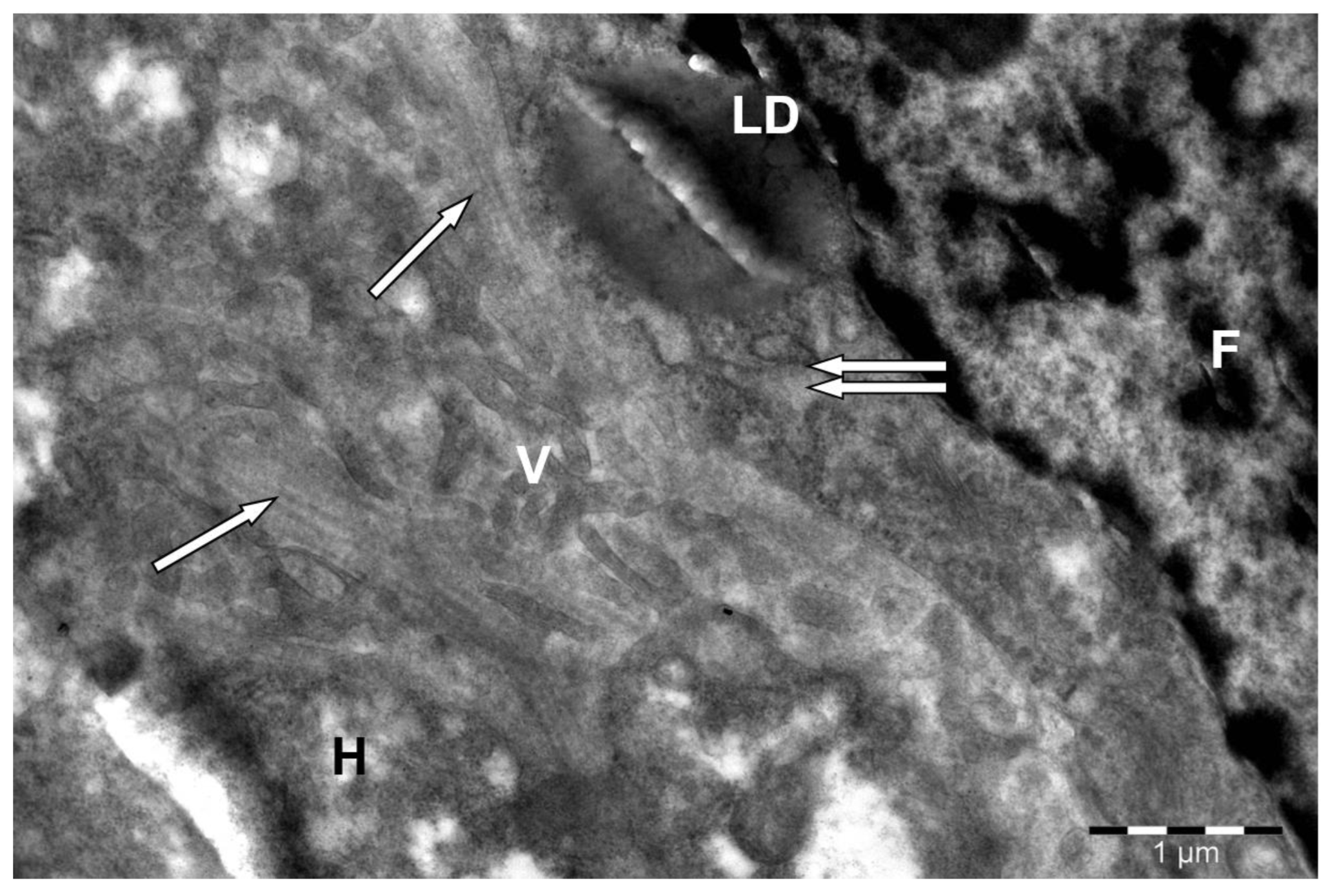 Preprints 172017 g005