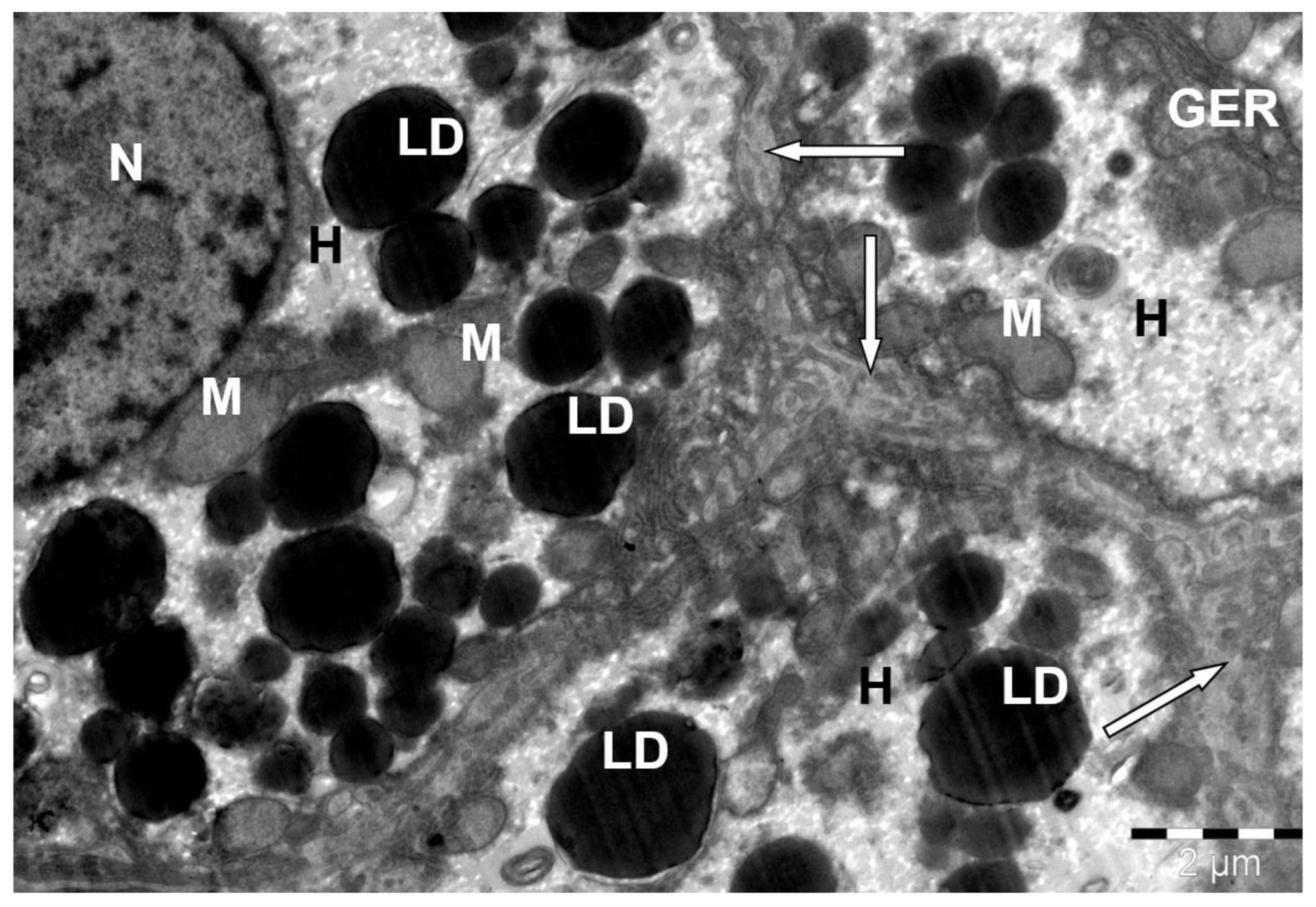 Preprints 172017 g008