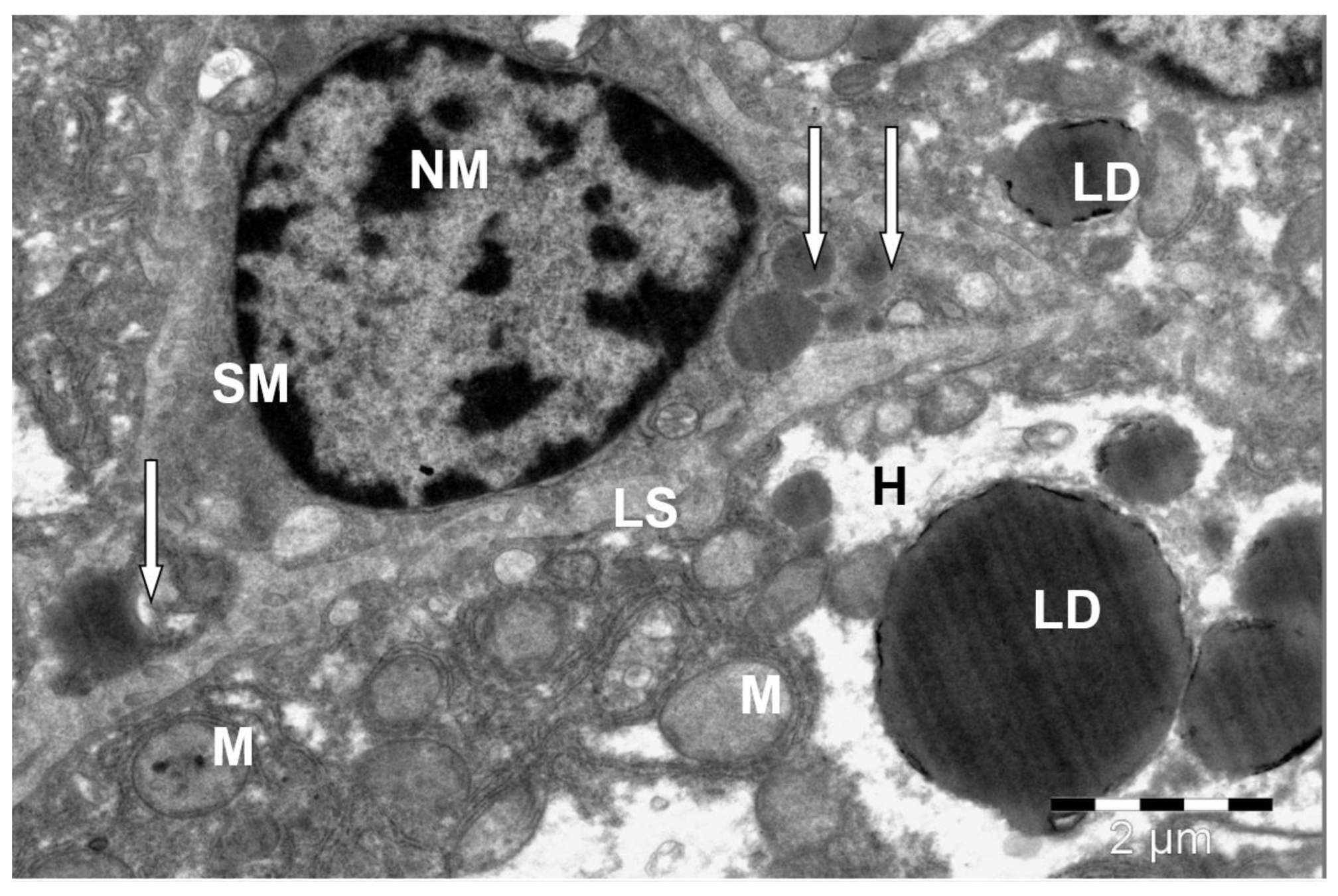 Preprints 172017 g010