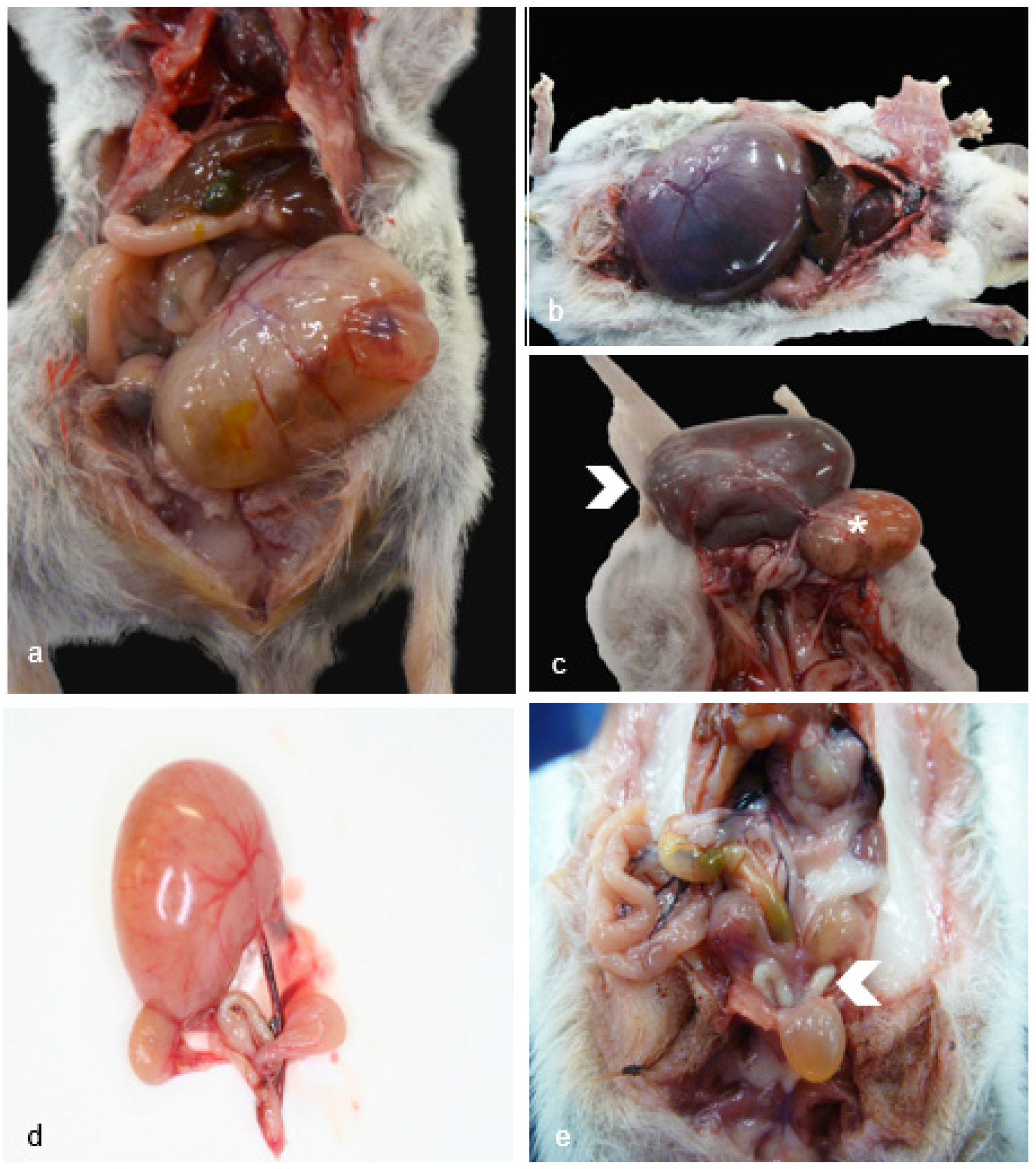 Preprints 95281 g001