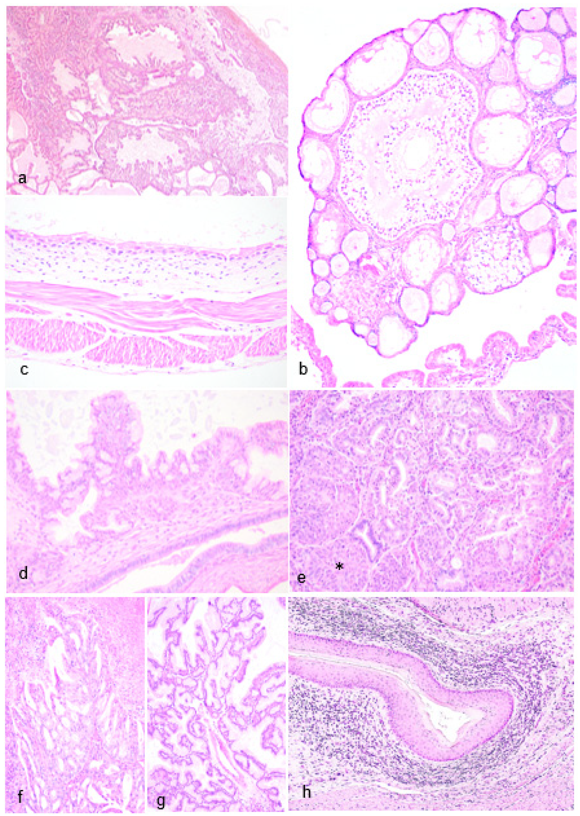 Preprints 95281 g002