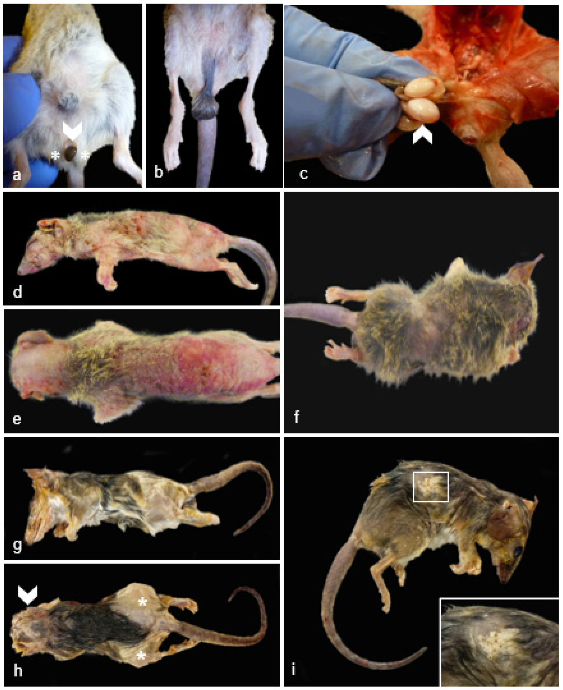 Preprints 95281 g003