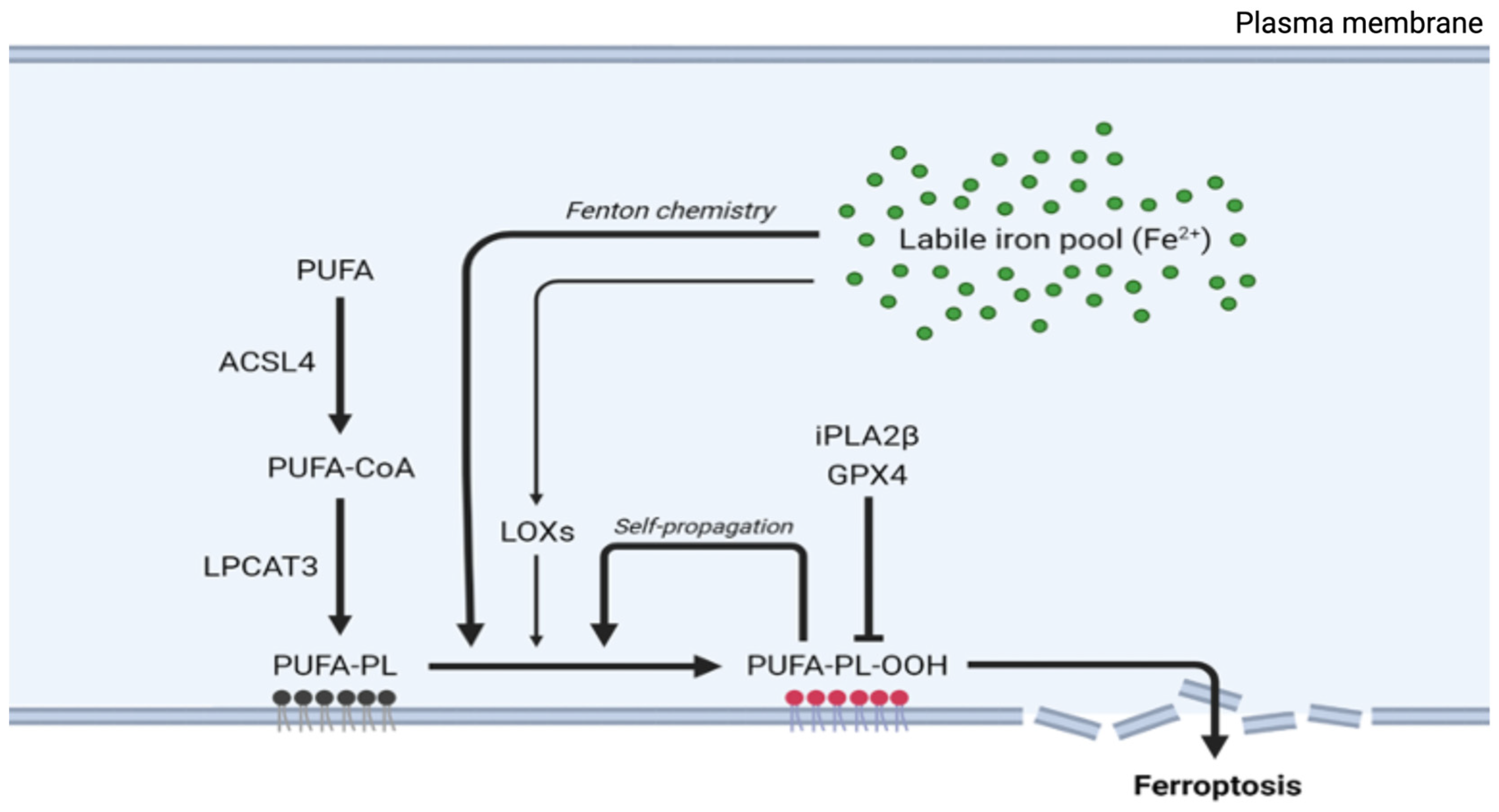 Preprints 155124 g002