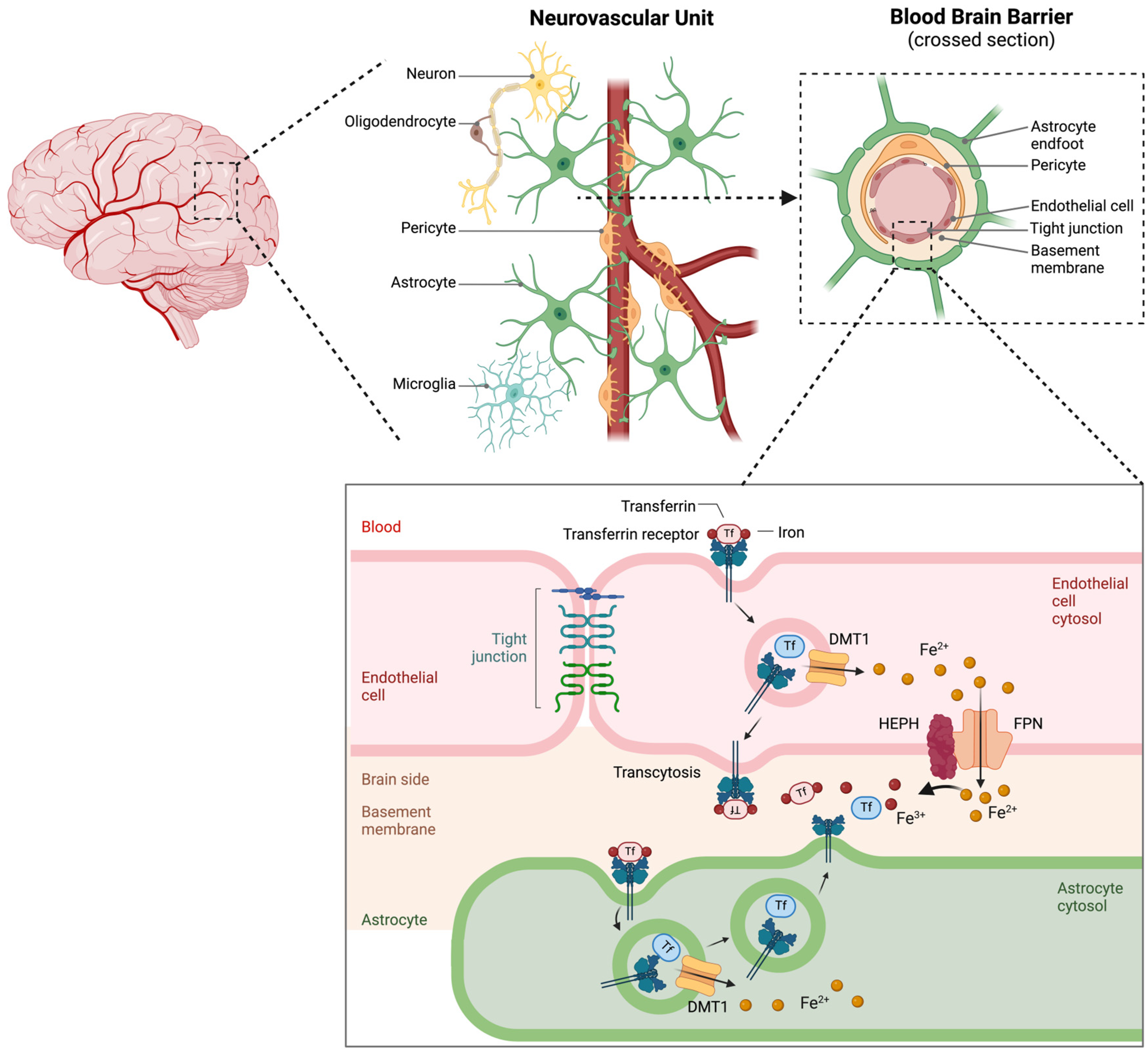 Preprints 155124 g005