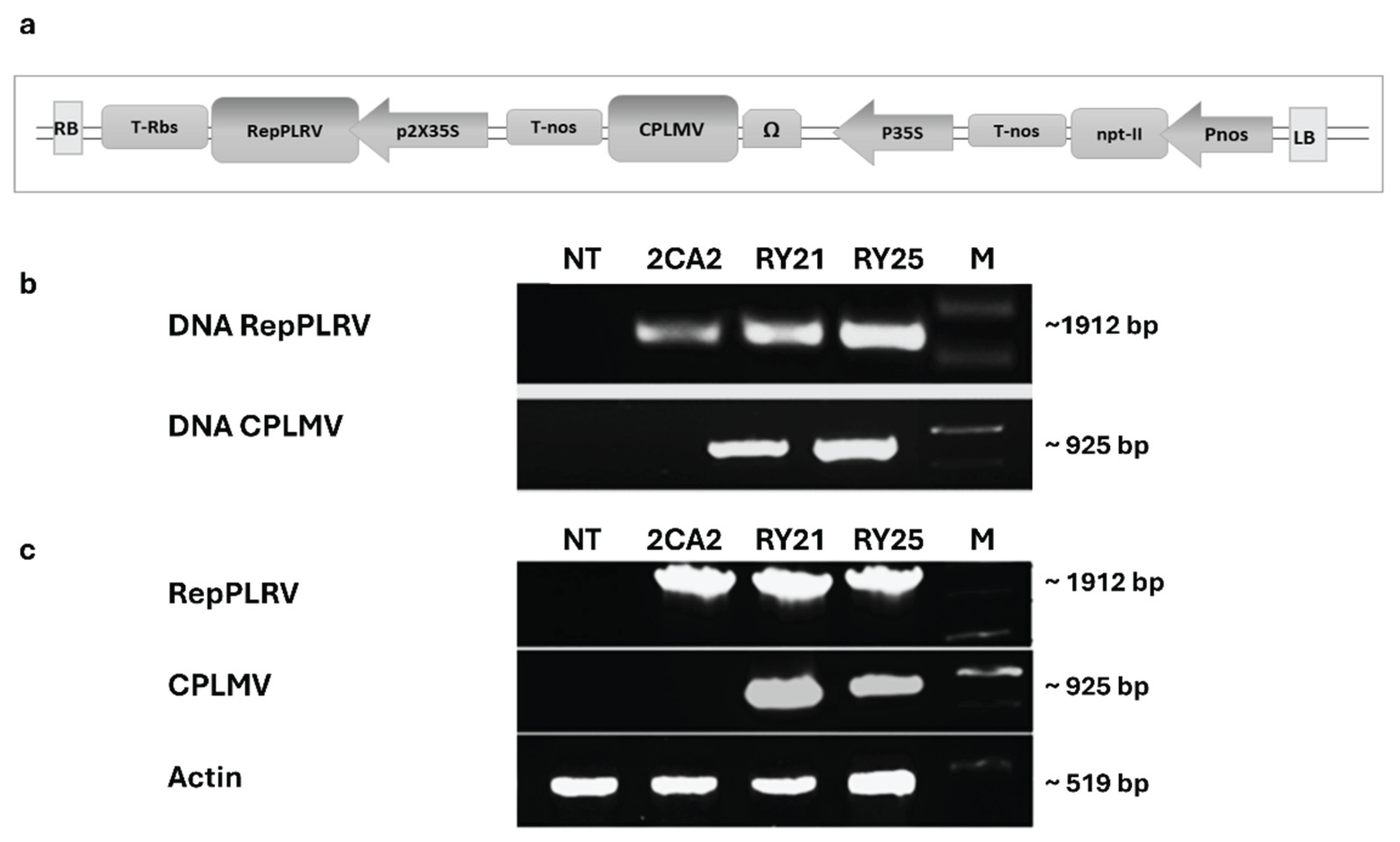 Preprints 189488 g001