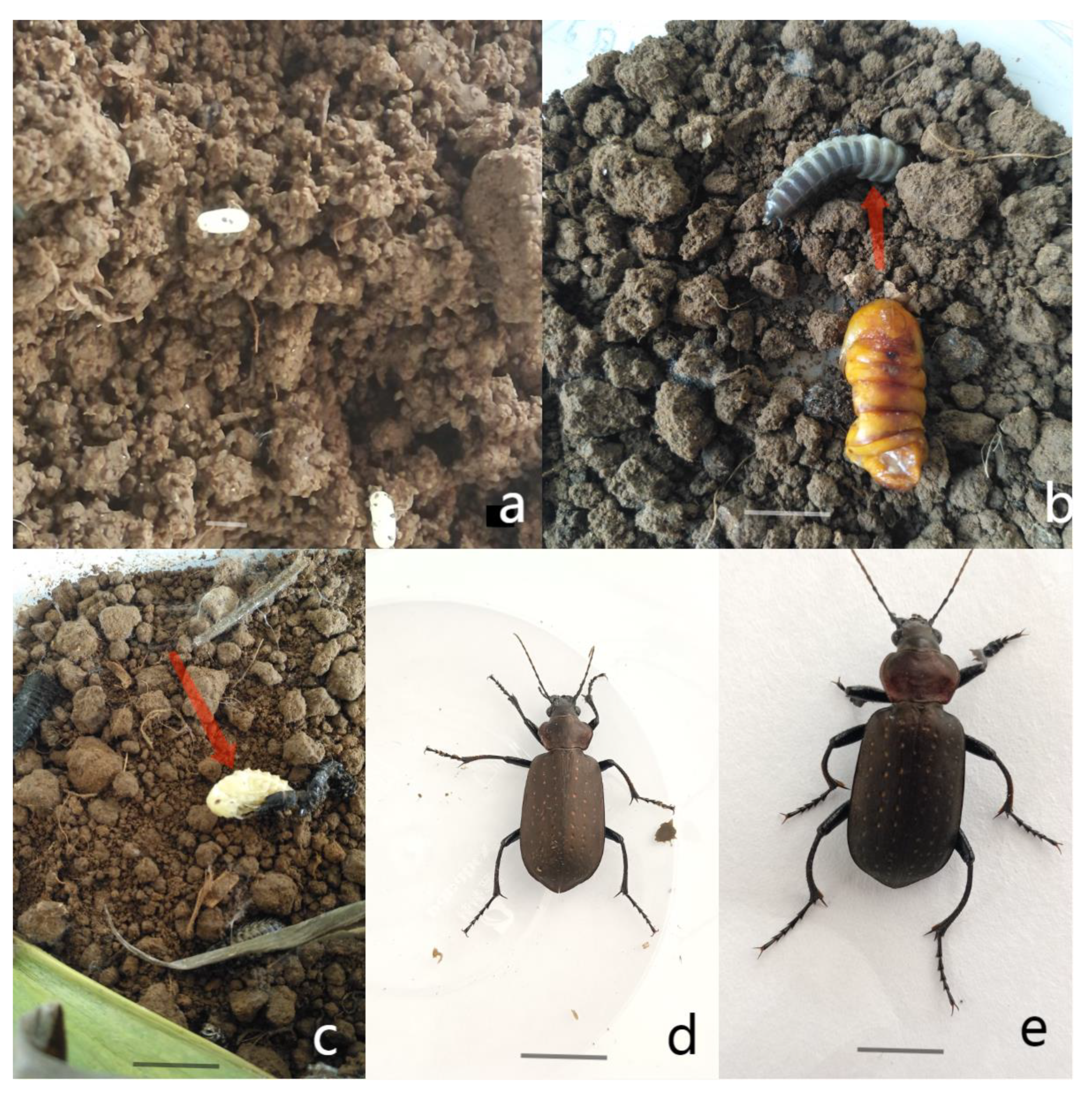 Preprints 148576 g001