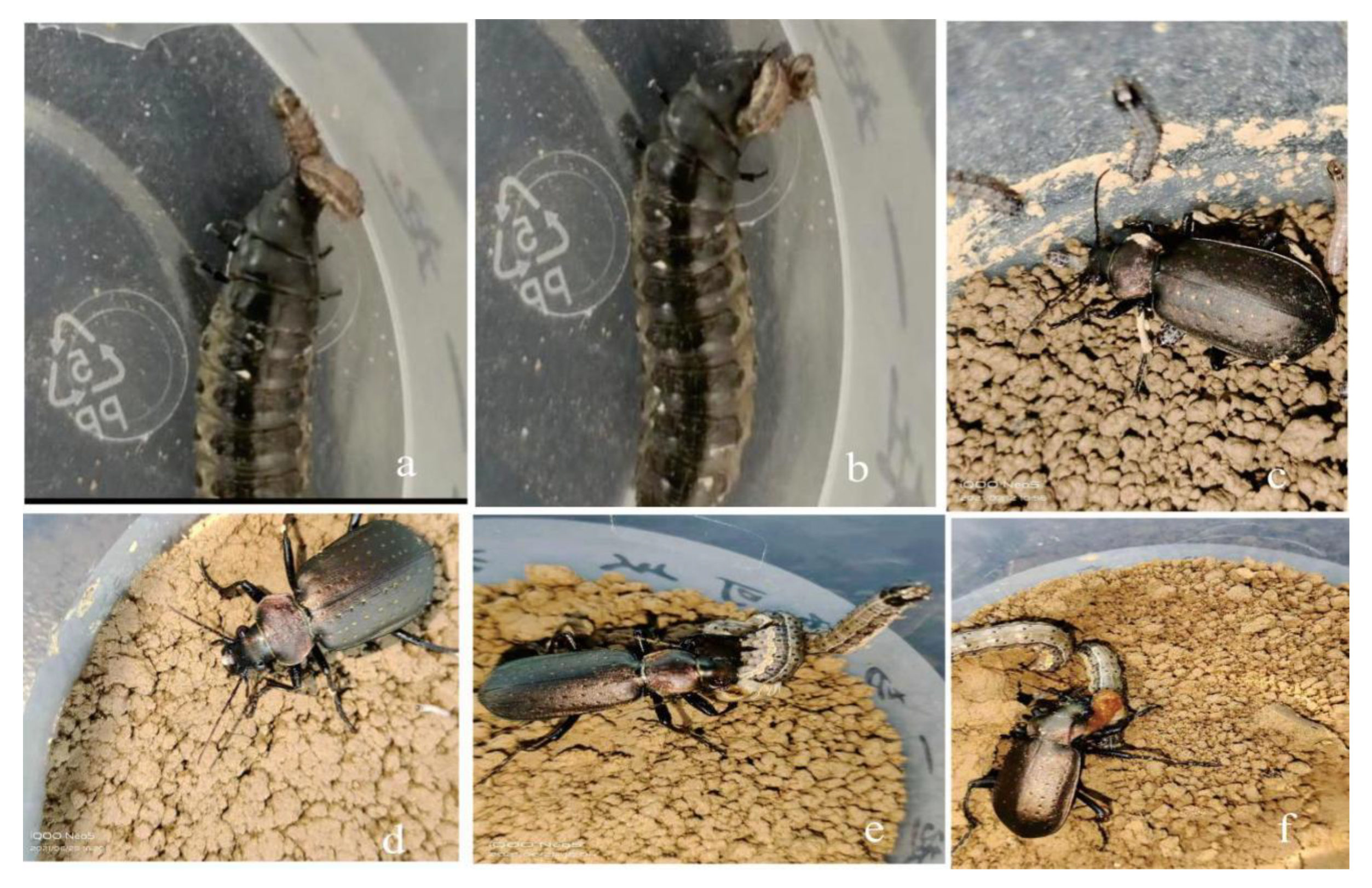 Preprints 148576 g003