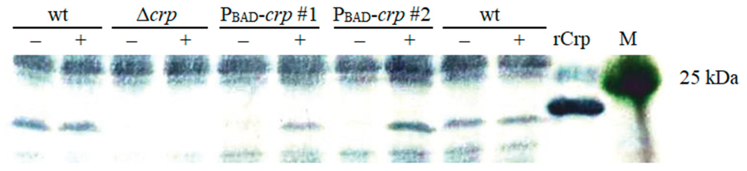Preprints 188702 g002