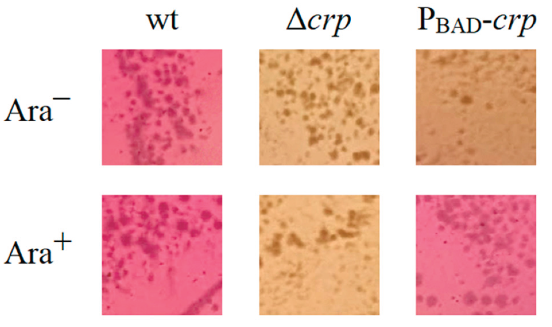 Preprints 188702 g003