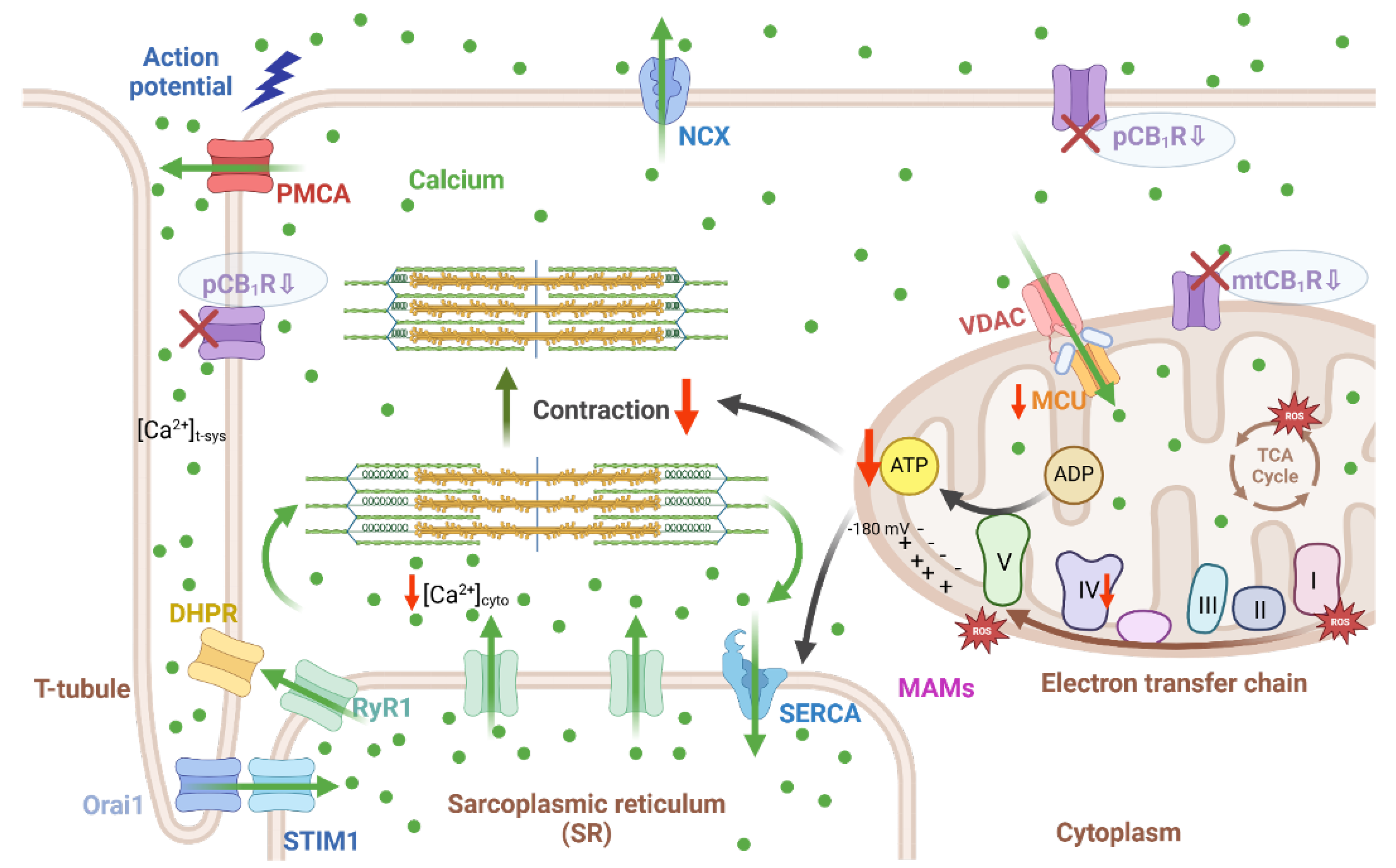 Preprints 154818 g006