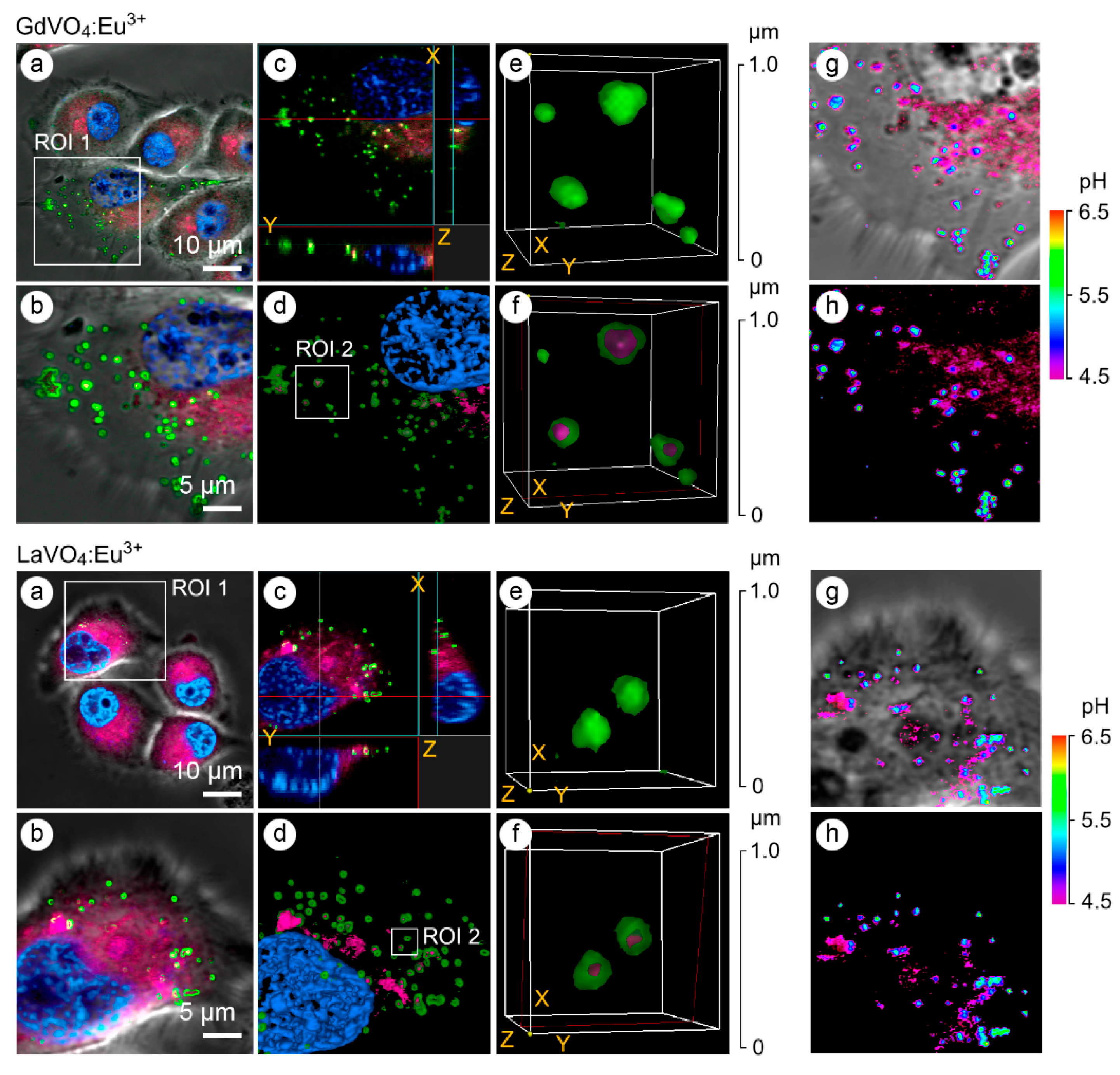 Preprints 202914 g006