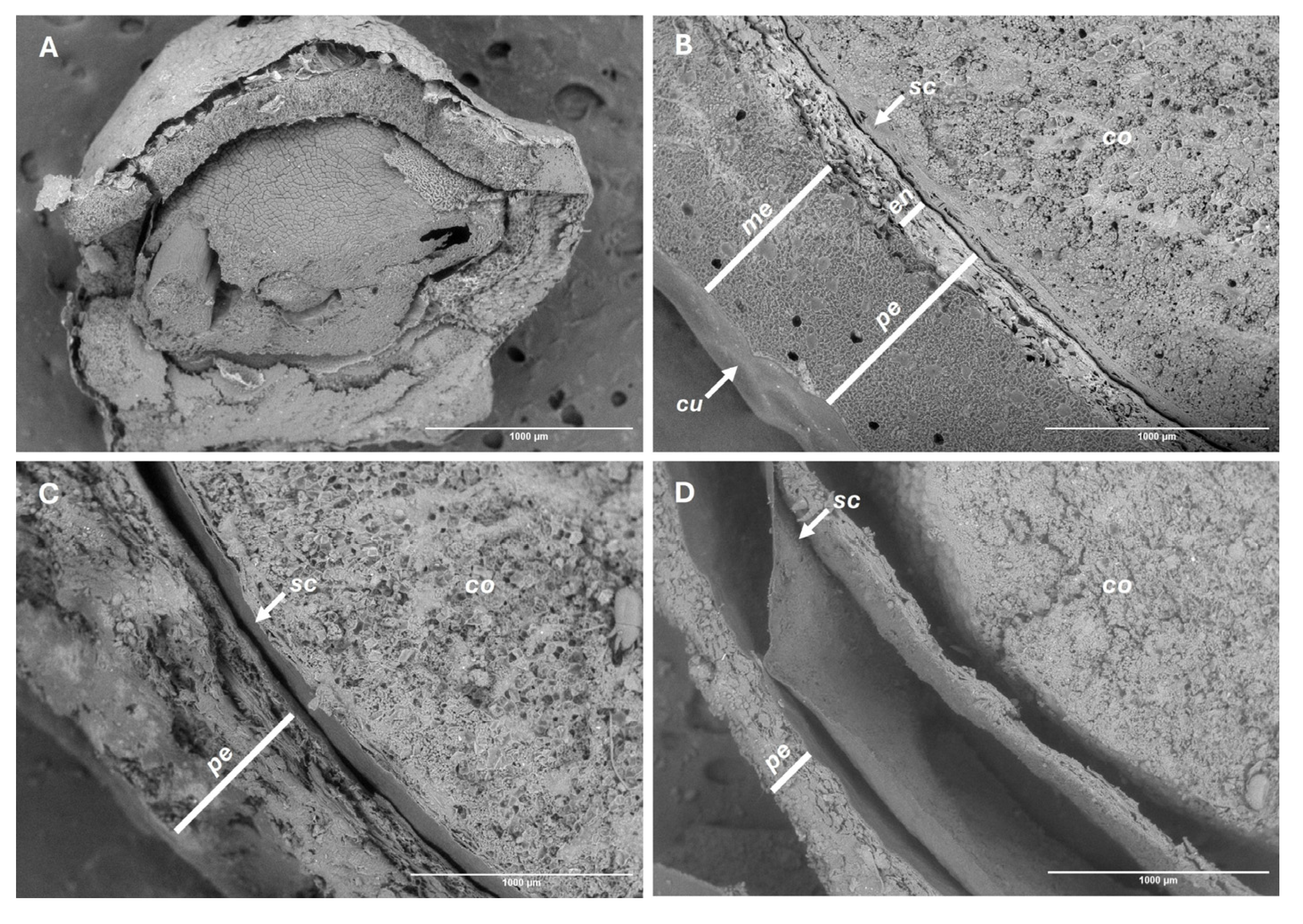 Preprints 178817 g006