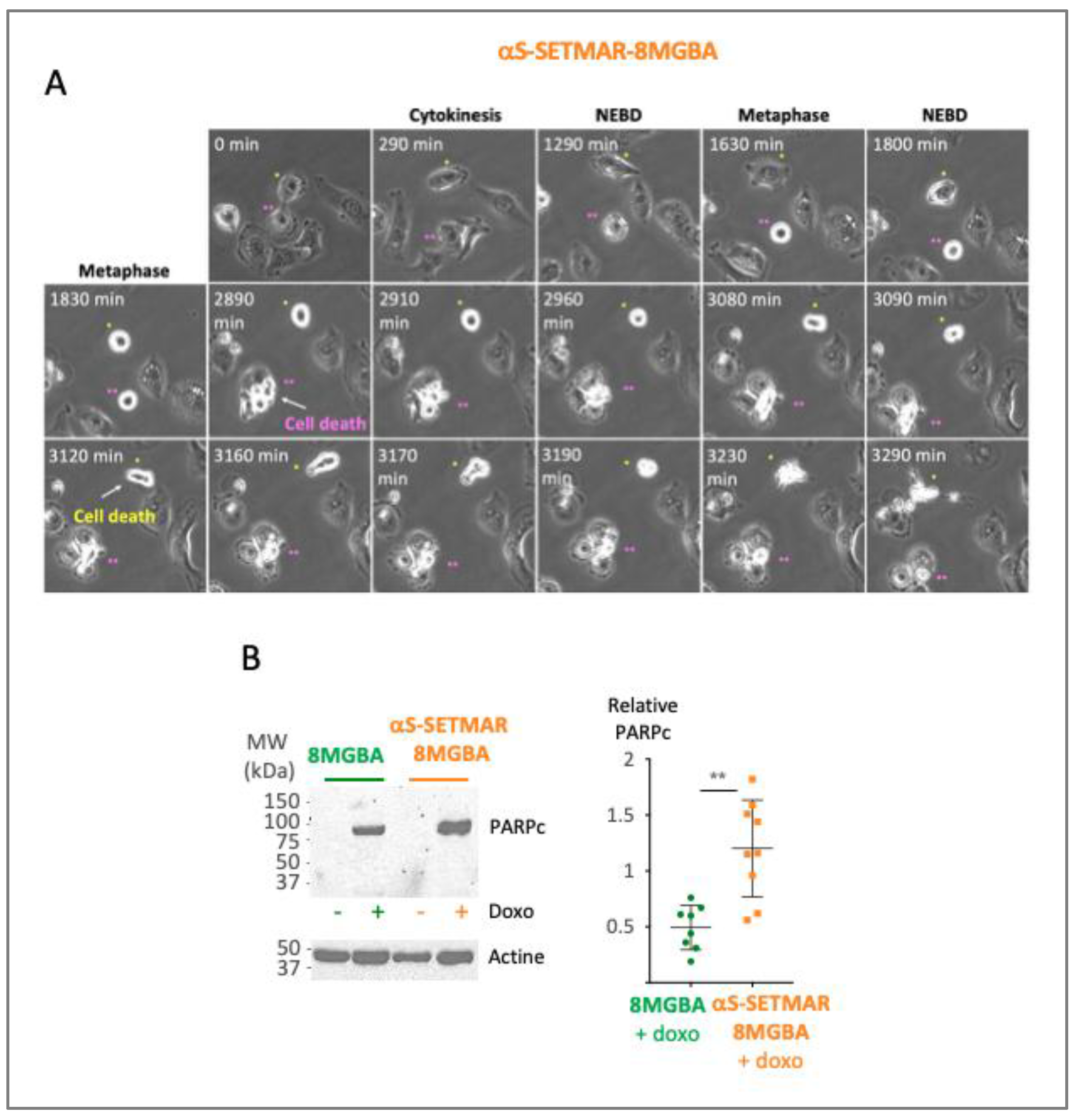 Preprints 215244 g006