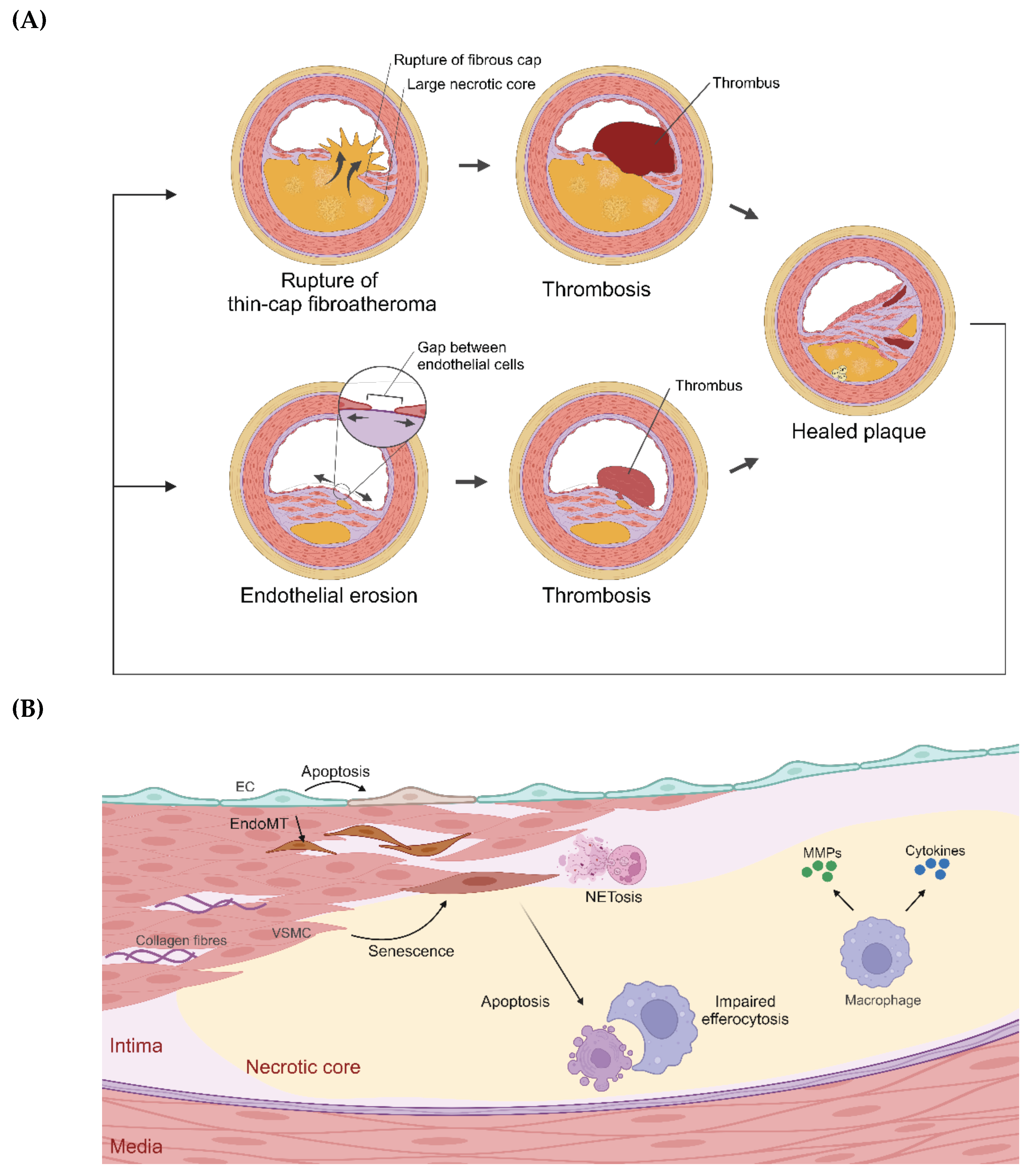 Preprints 145080 g001