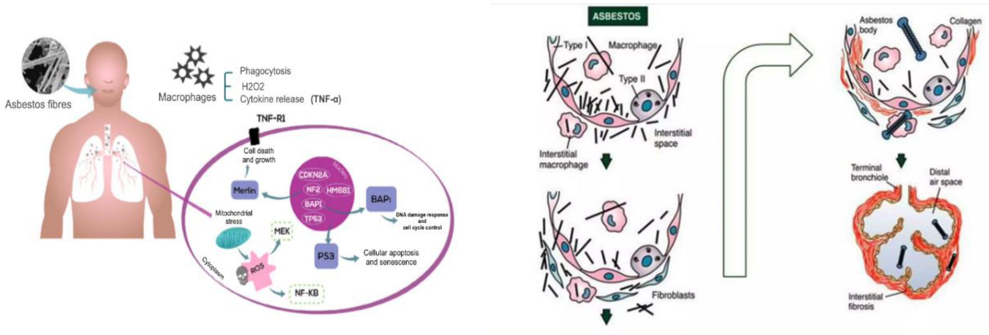 Preprints 114505 g002