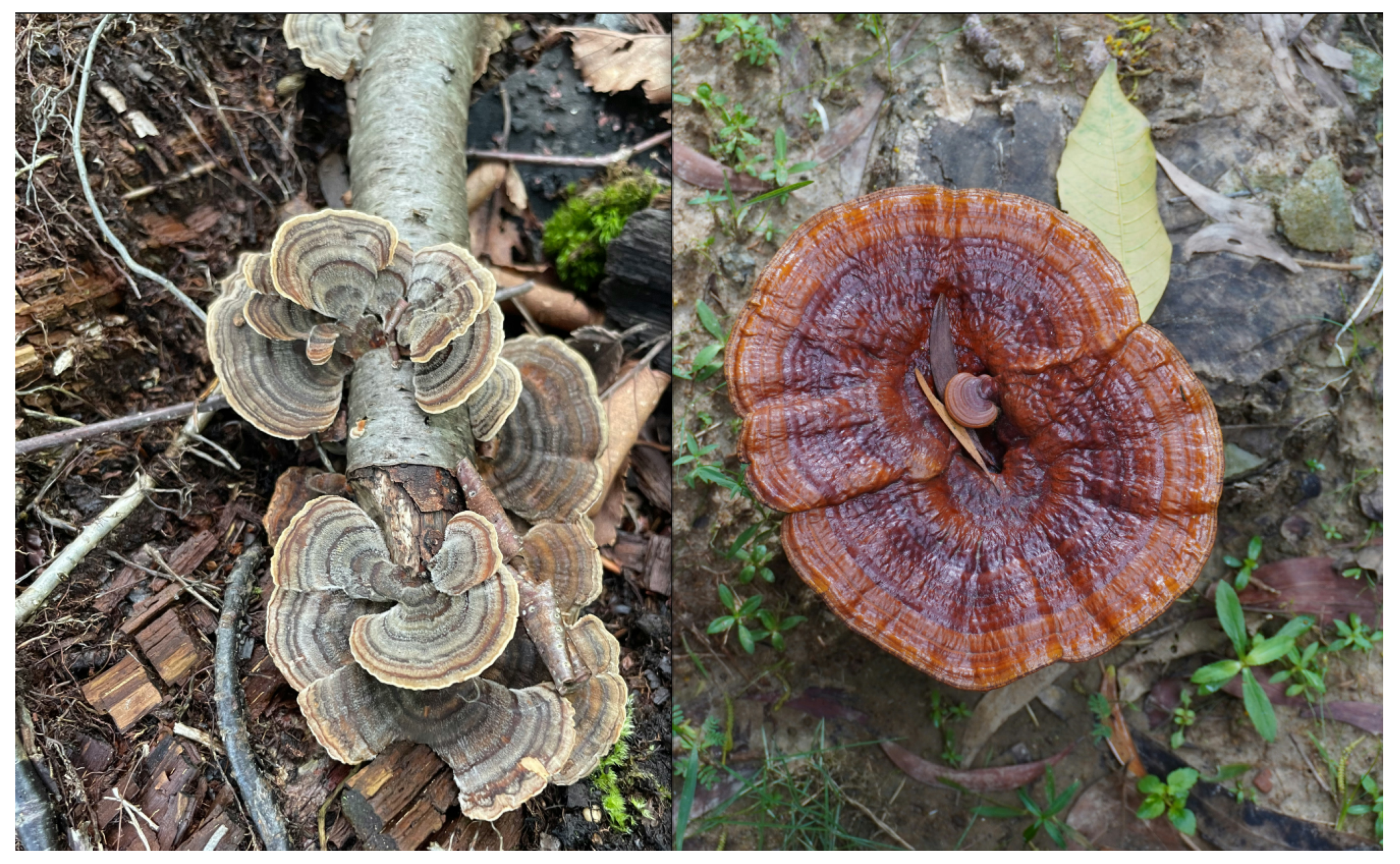 Preprints 159495 g003