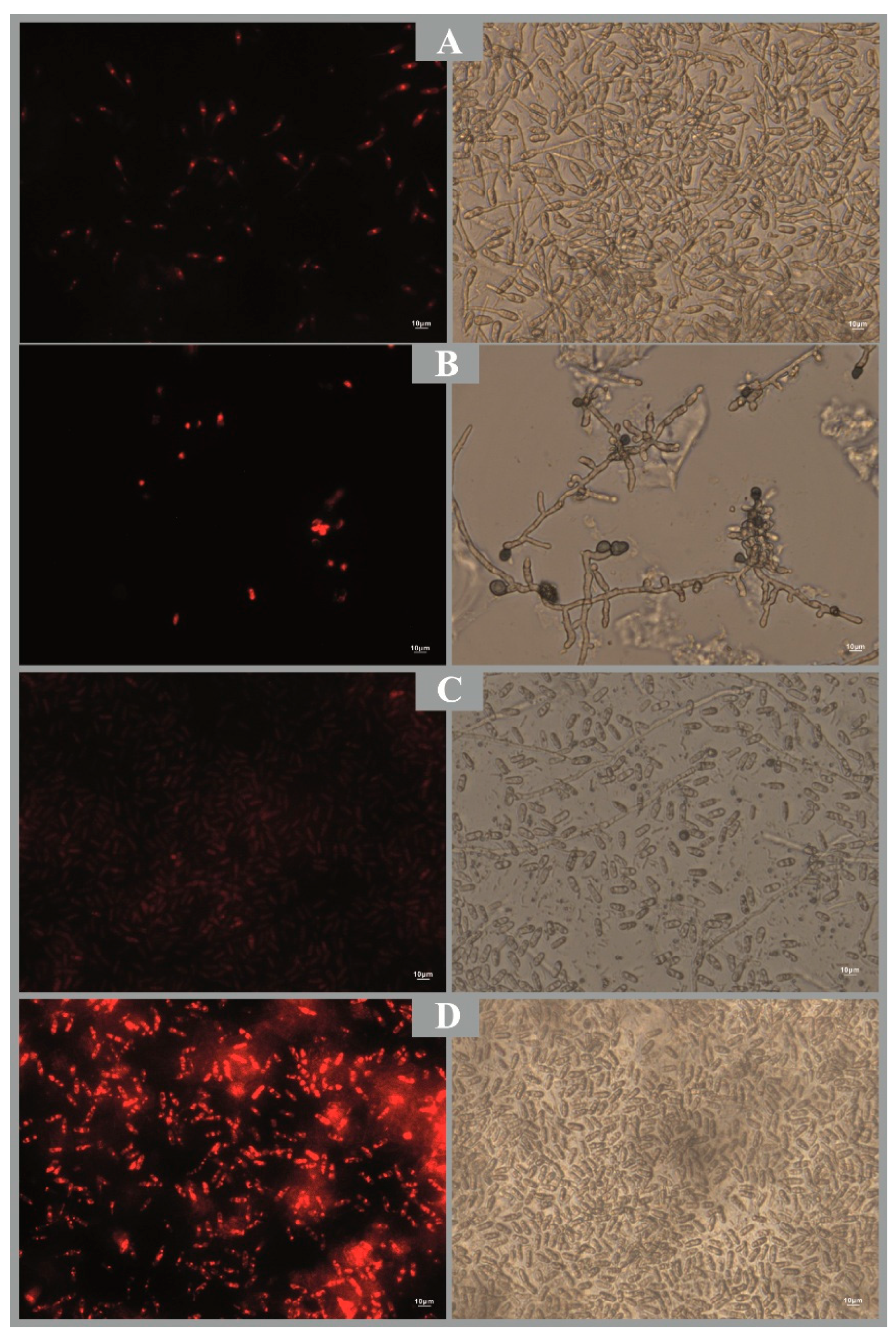 Preprints 150582 g003