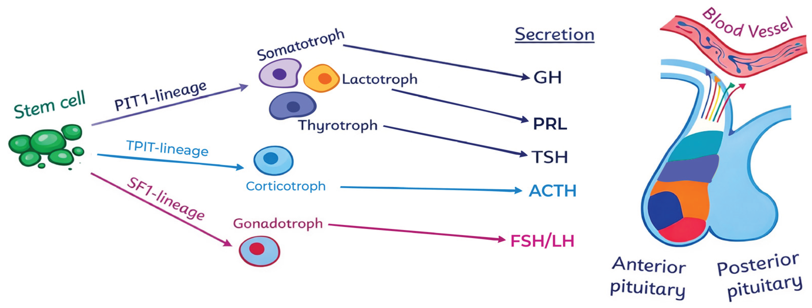 Preprints 194489 g001