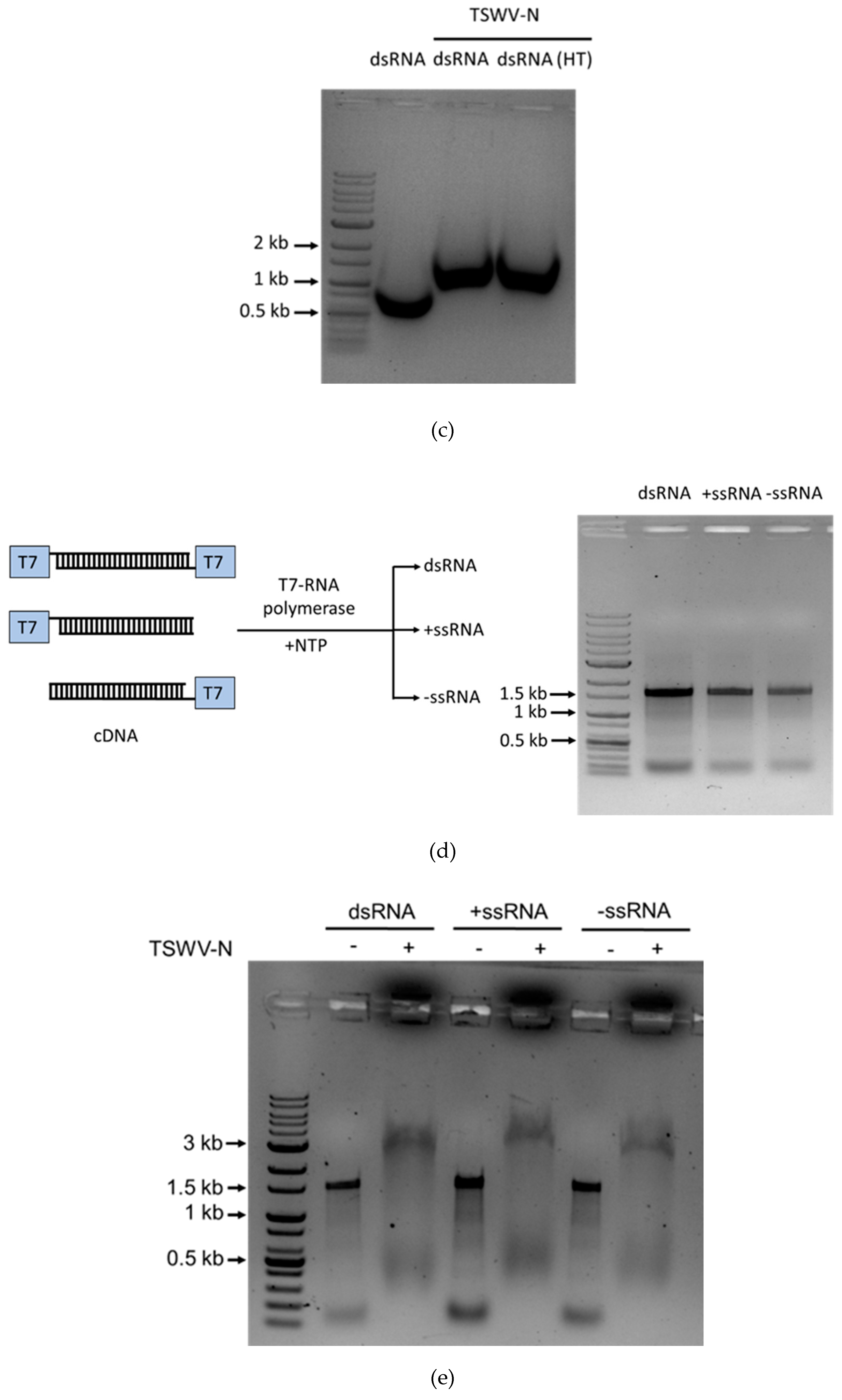 Preprints 158367 g002b