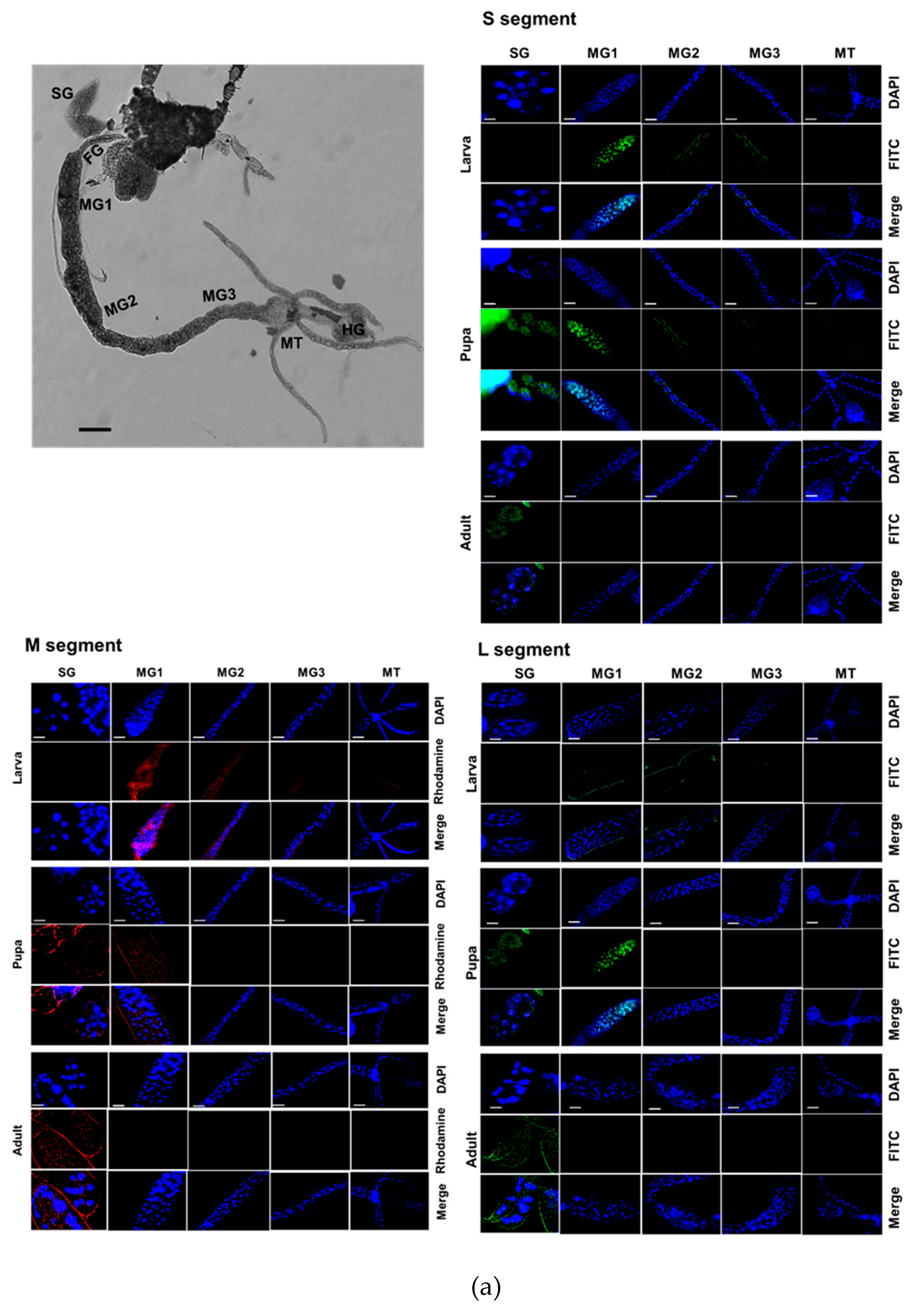 Preprints 158367 g006a