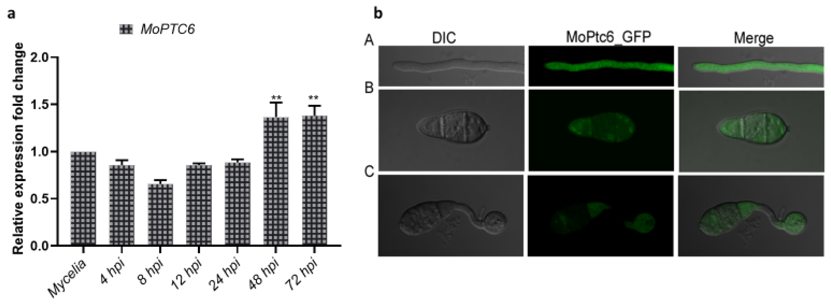Preprints 152904 g002