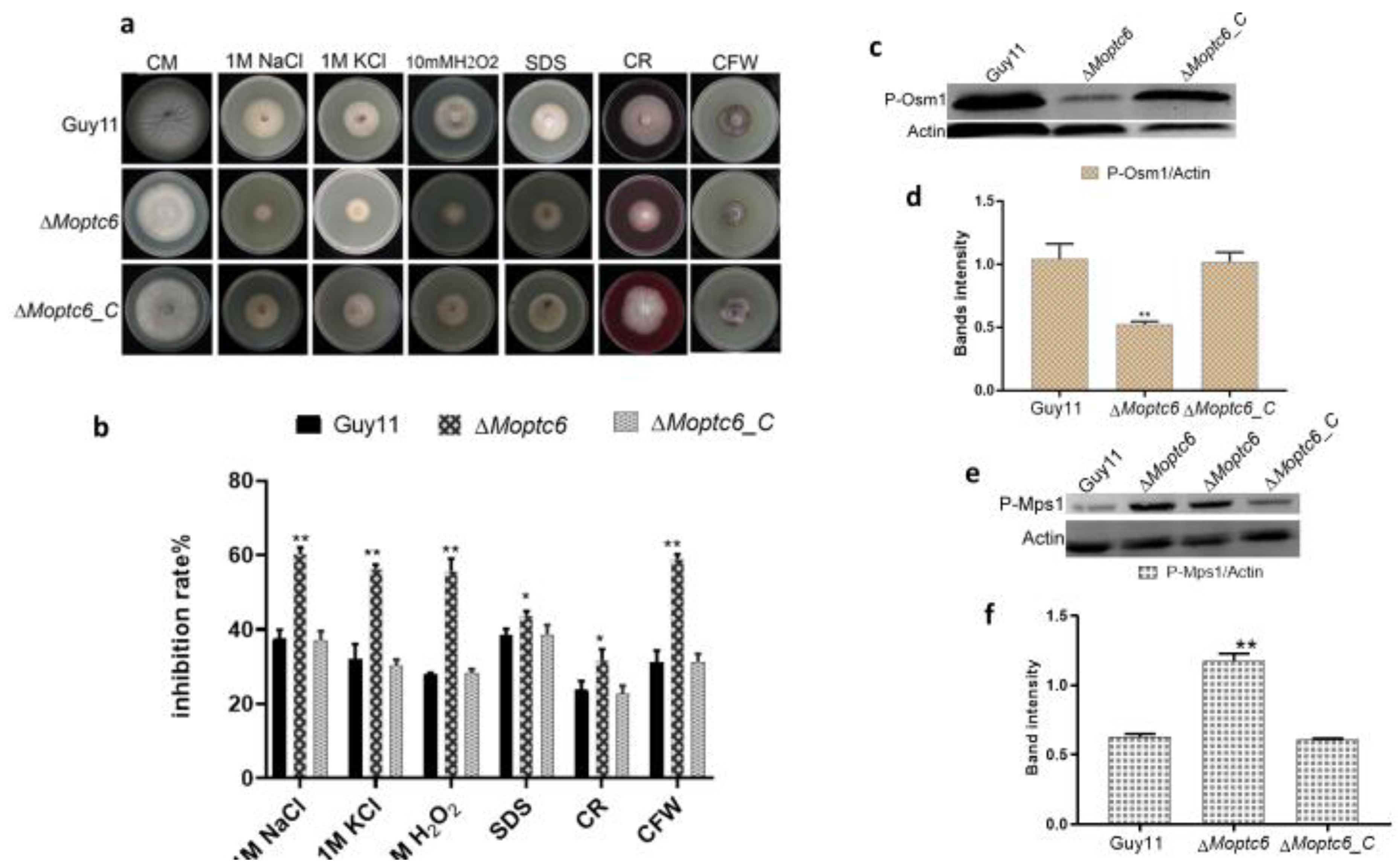 Preprints 152904 g004