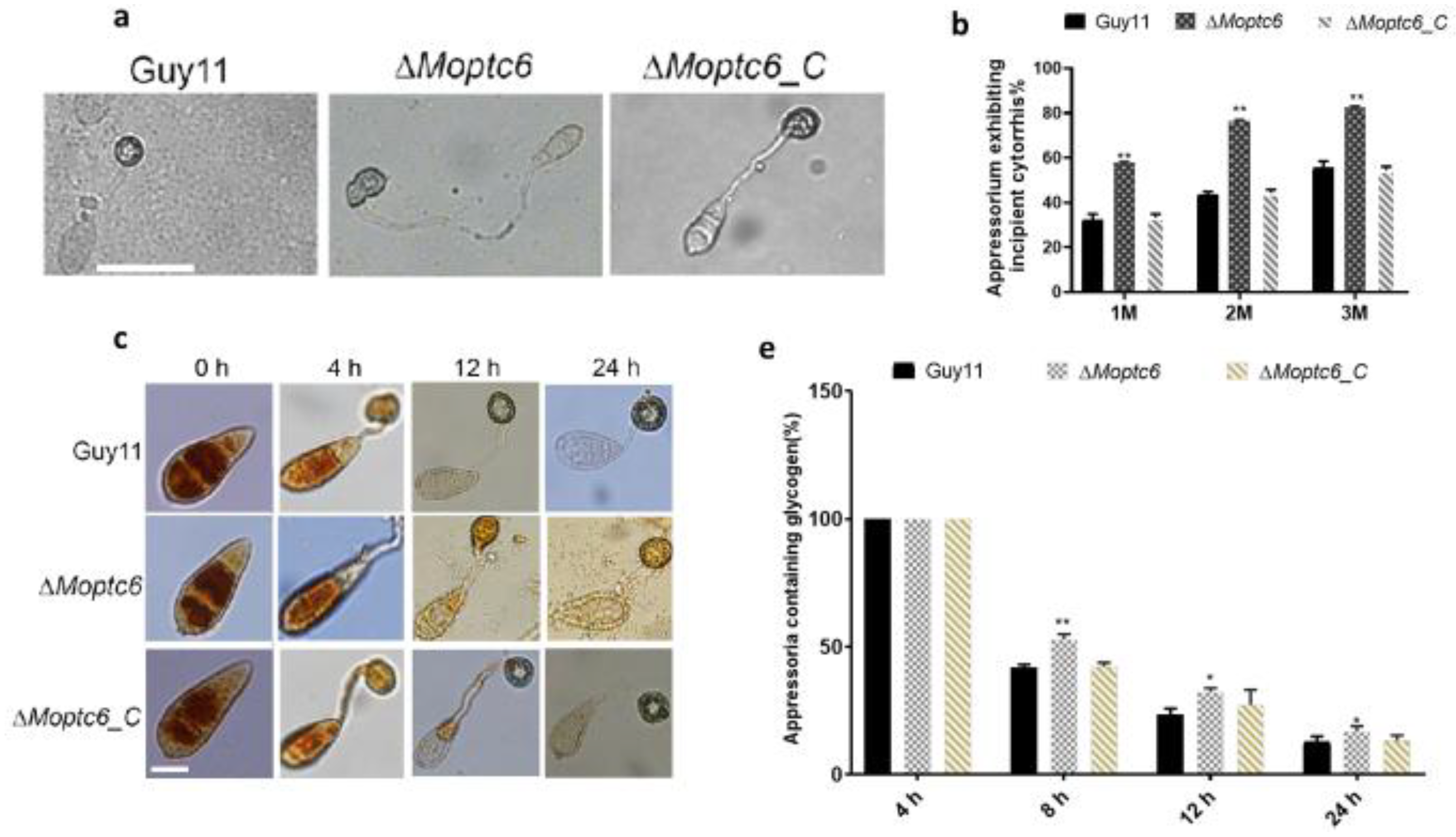 Preprints 152904 g005