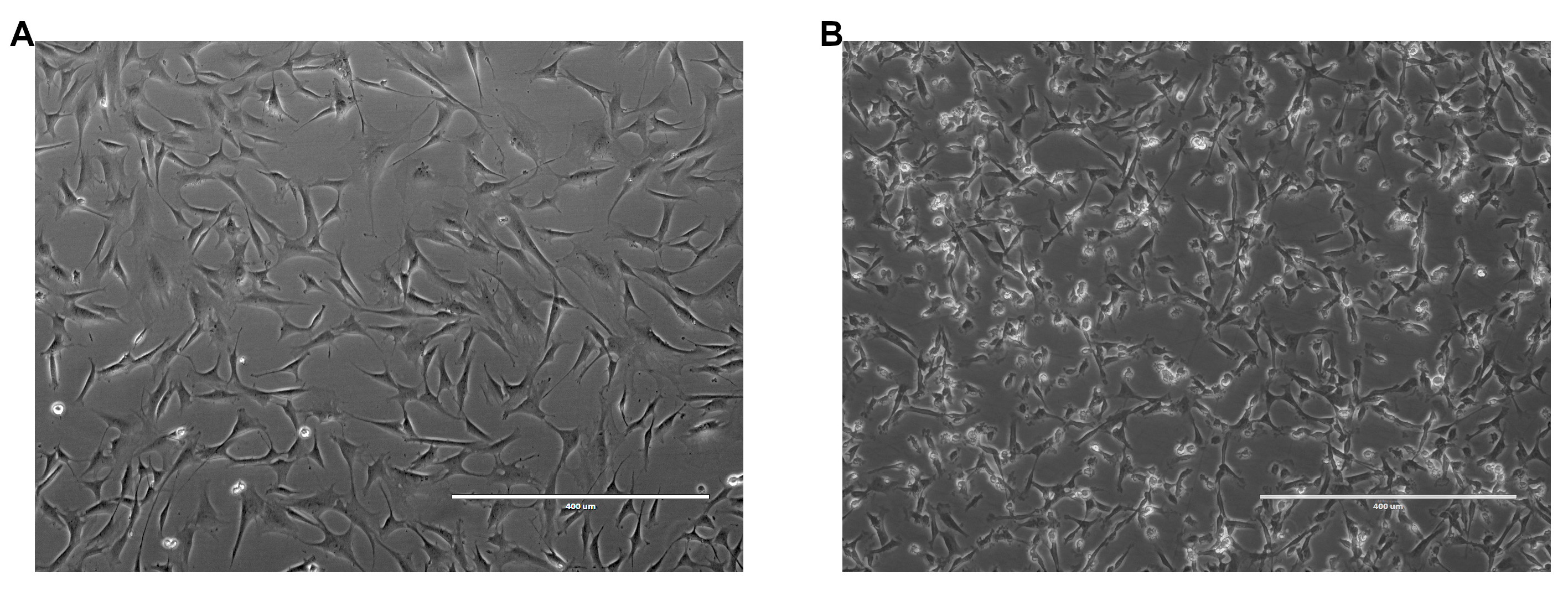 Preprints 217569 g001 Preprints 217569 g001