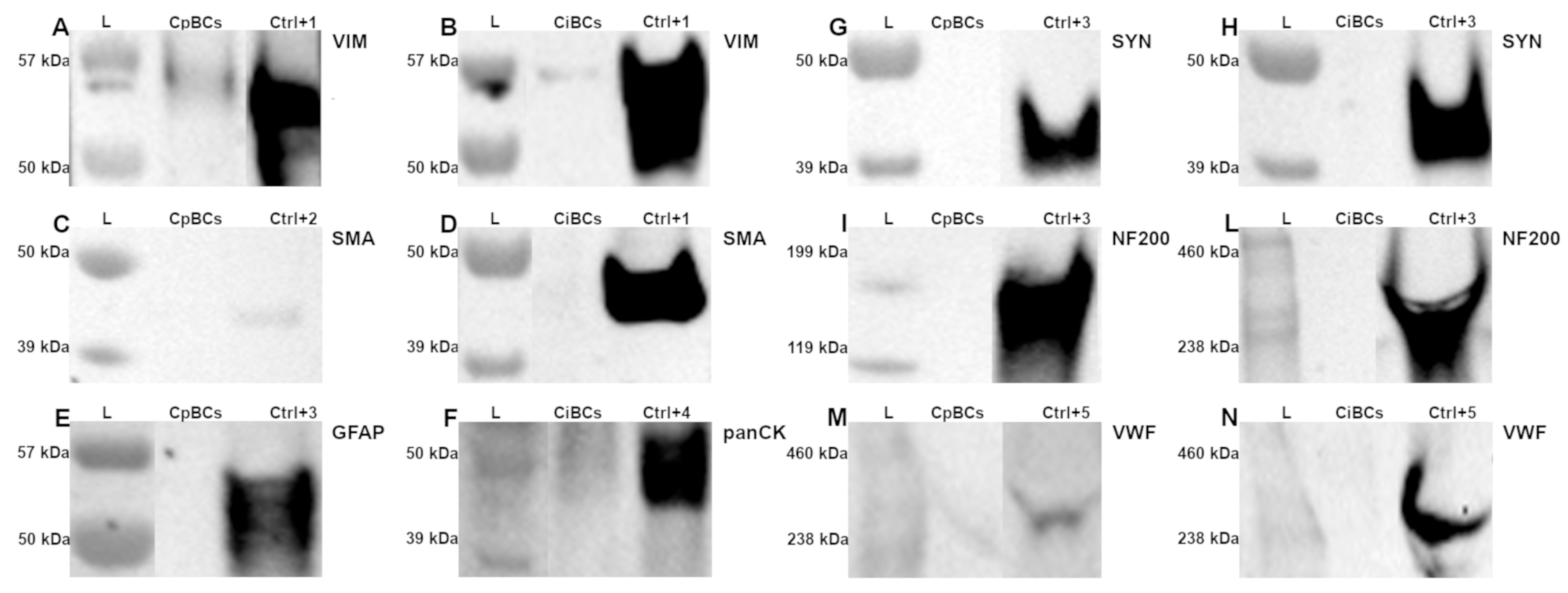 Preprints 217569 g002 Preprints 217569 g002