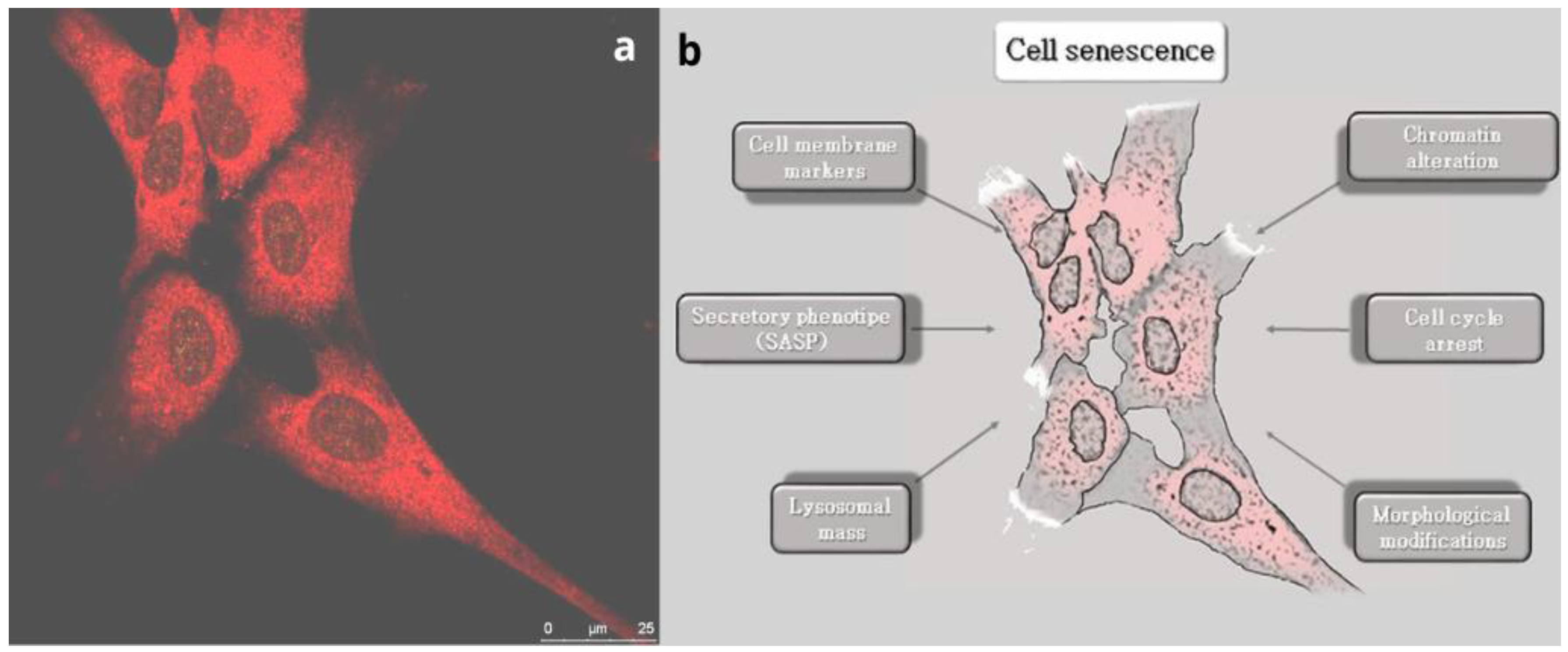 Preprints 115699 g001