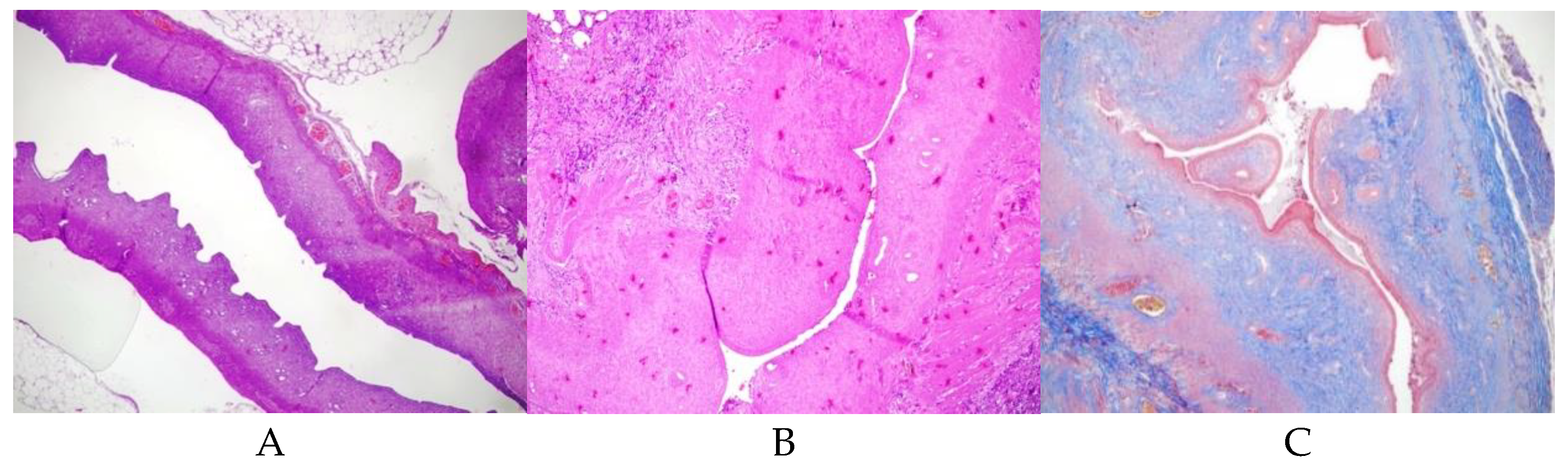 Preprints 148186 g001