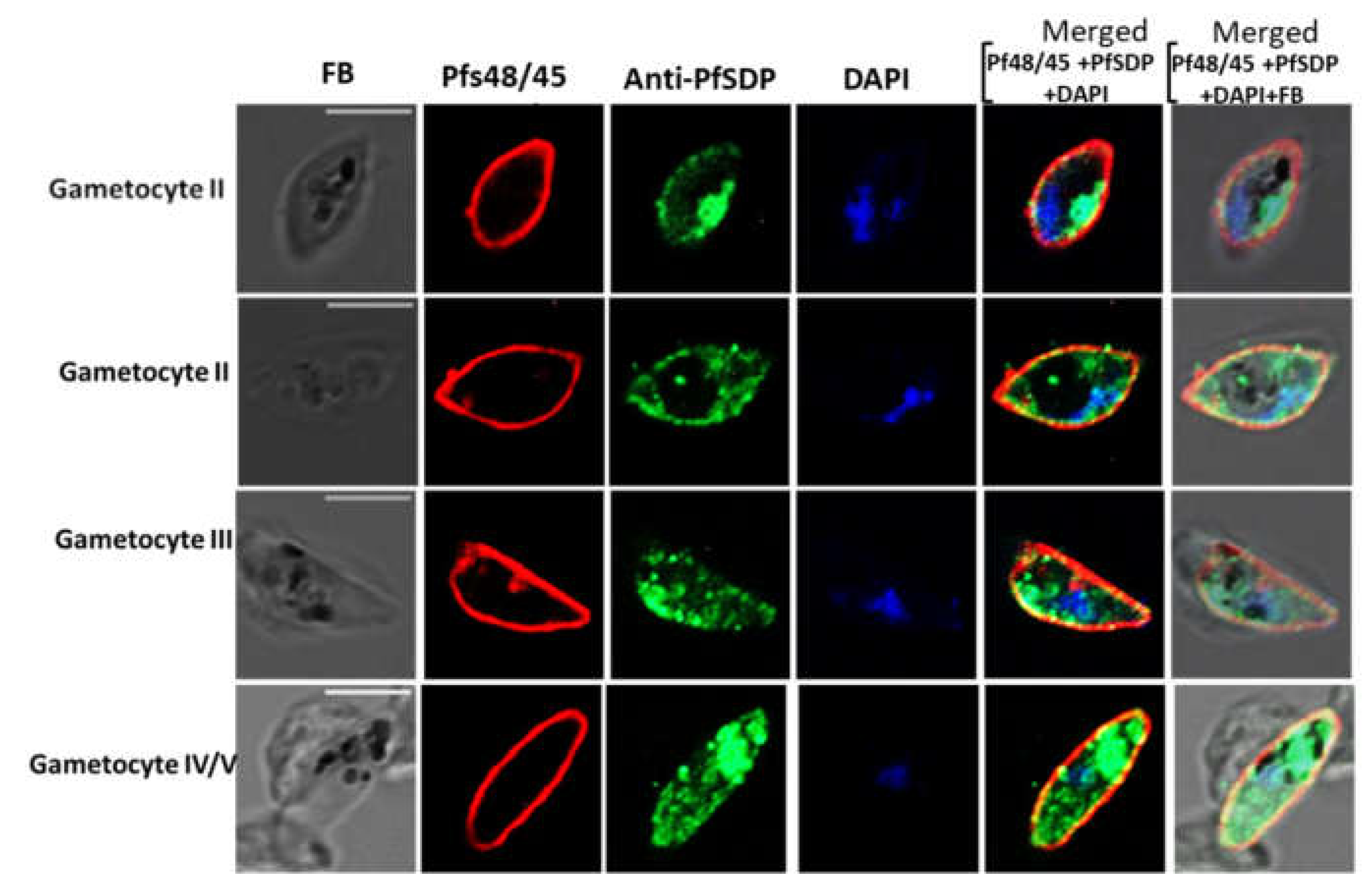 Preprints 154742 g005
