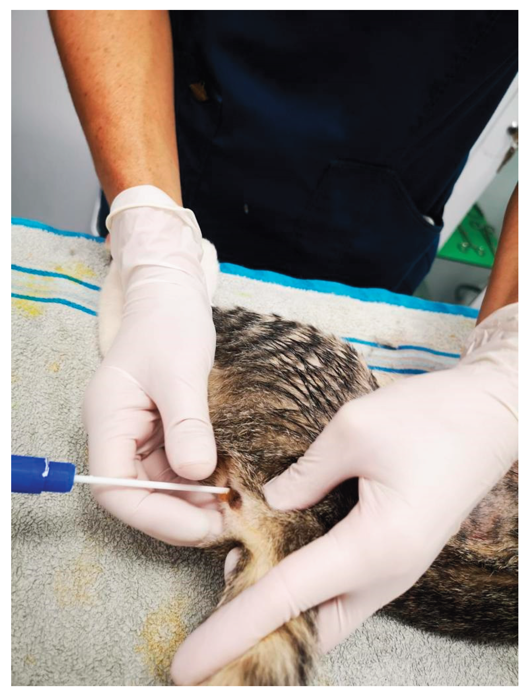 Preprints 164080 g001