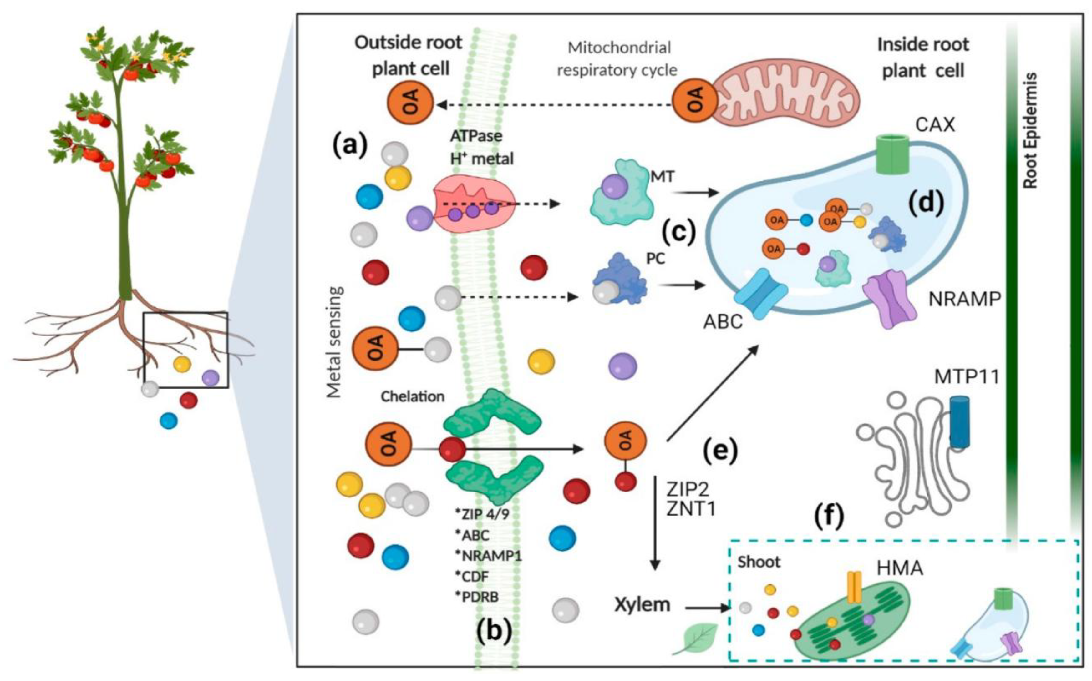 Preprints 168349 g004