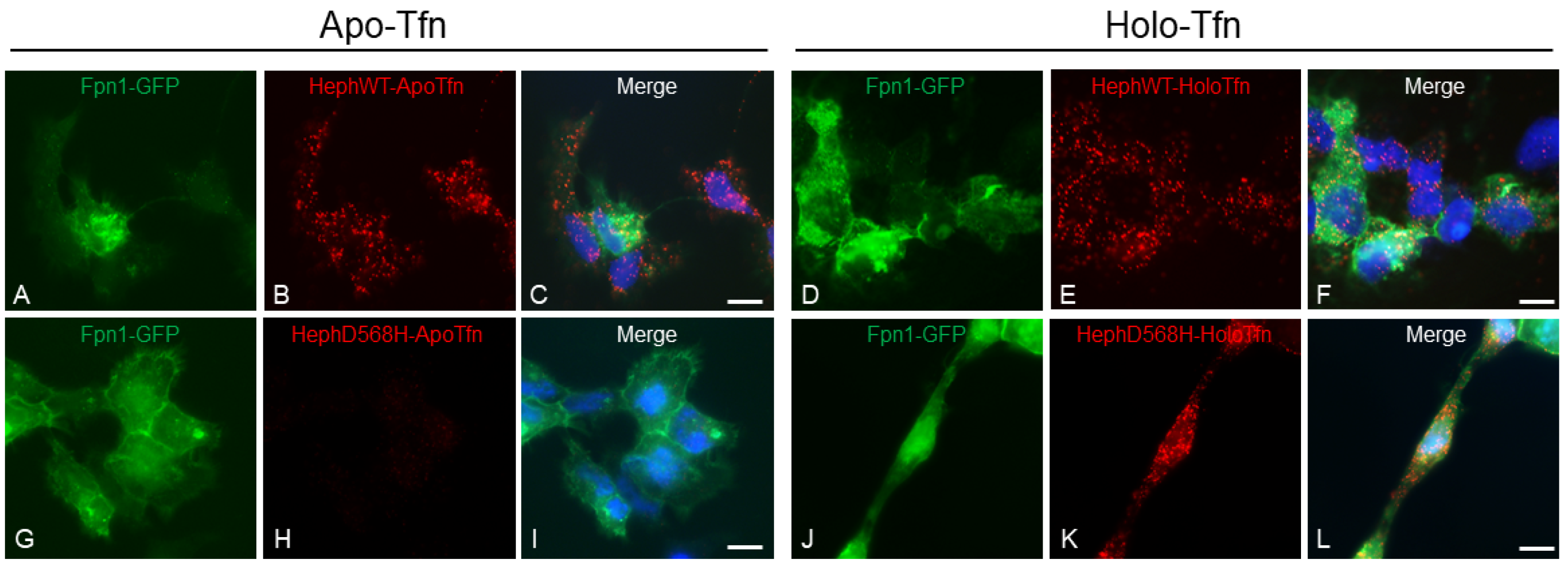 Preprints 148621 g005
