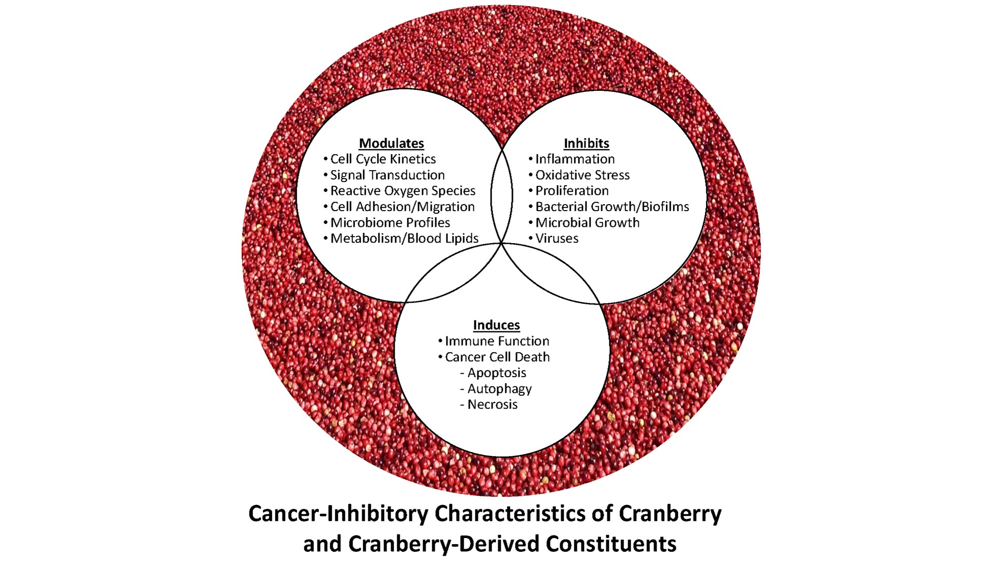 Cranberries and Cancer An Update of Preclinical Studies Evaluating the Cancer Inhibitory
