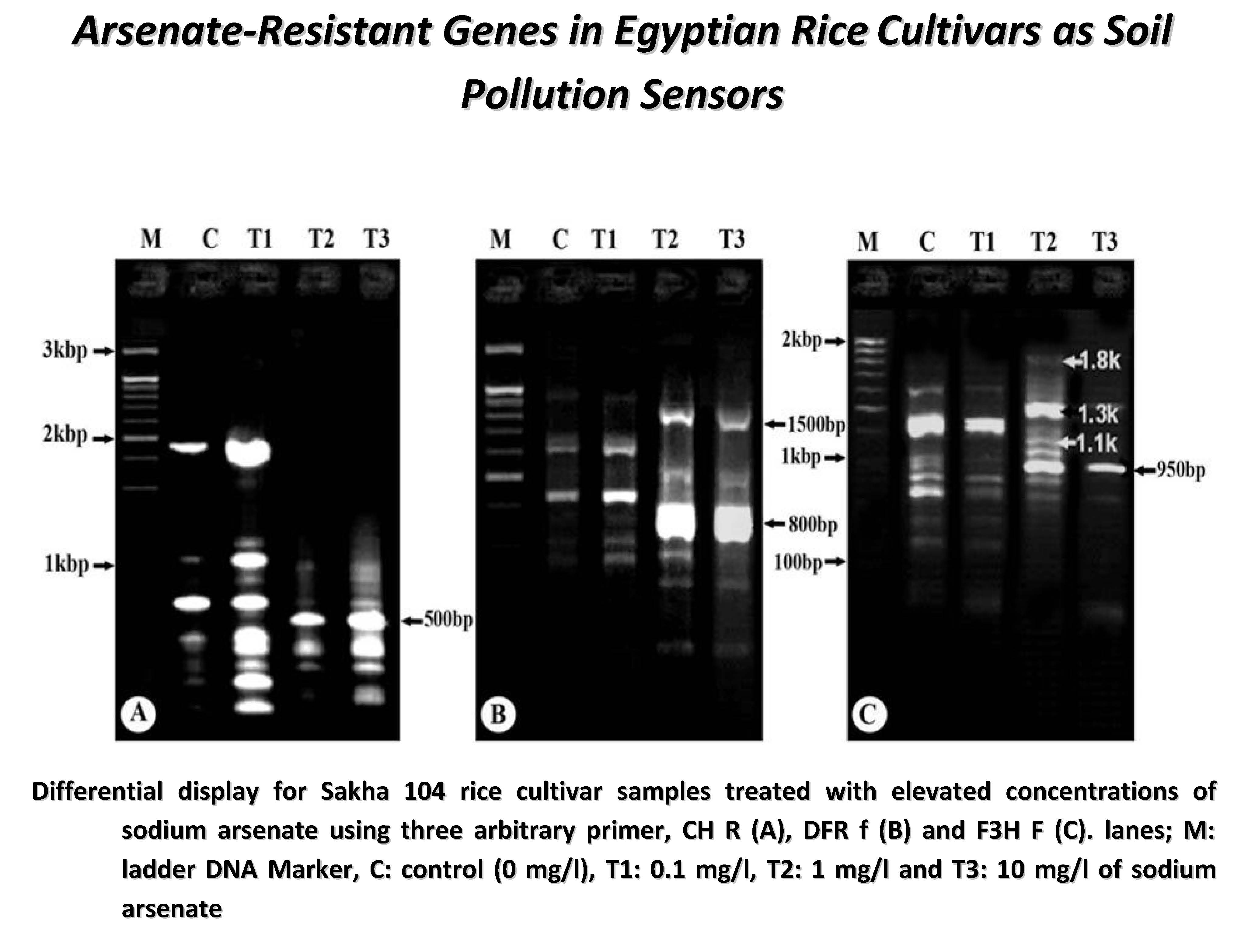 Arsenate Resistant Genes In Egyptian Rice Cultivars As Soil Pollution Sensors V1 Preprints