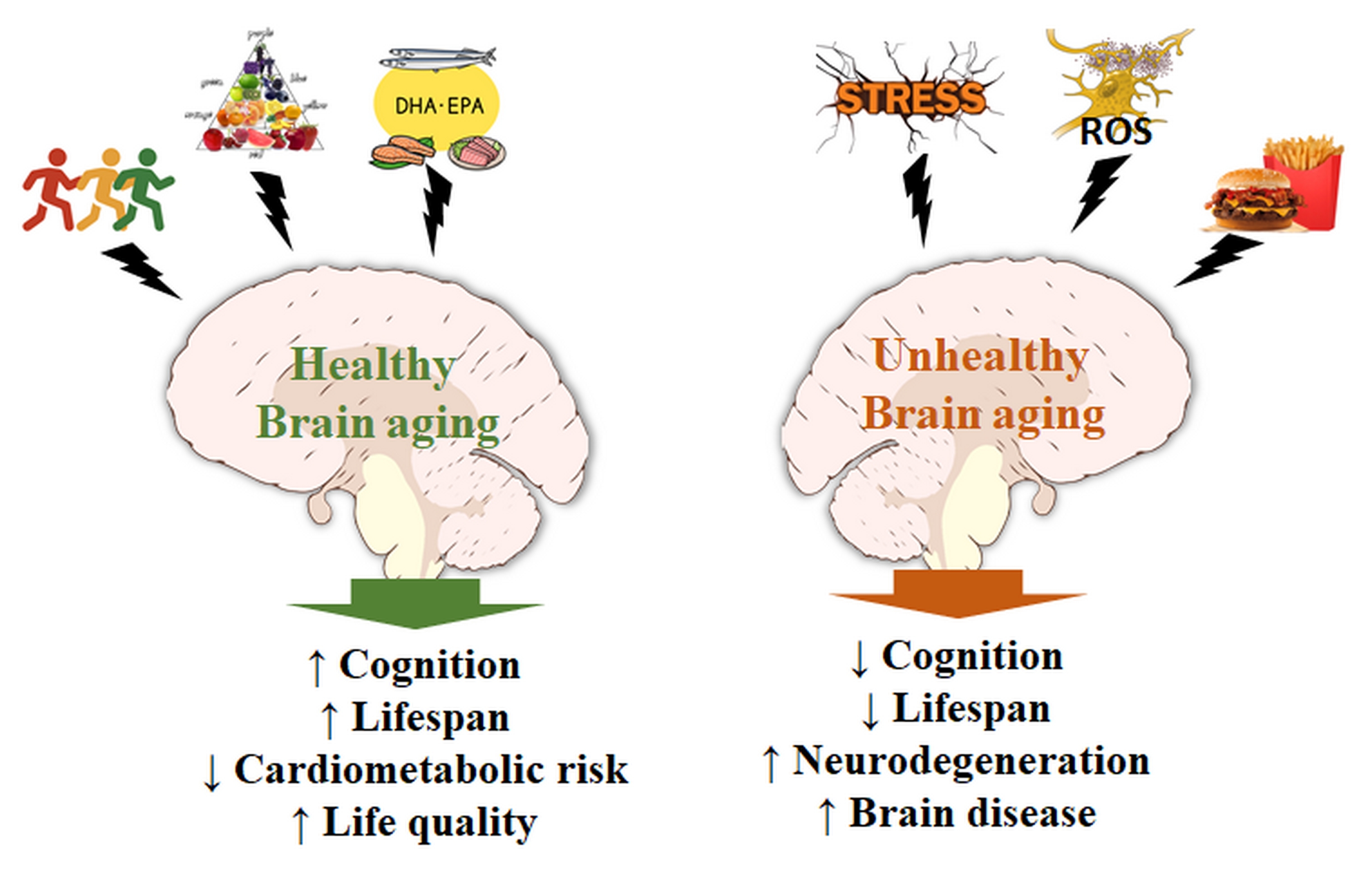Fatty Acids, Antioxidants and Physical Activity in Brain Aging[v1