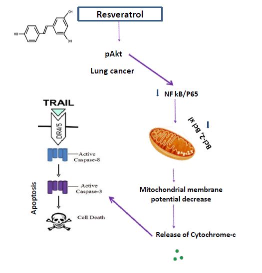 Mitochondrial Dysfunction And Cytochrome C Translocation Induced By Resveratrol Are Dependent On Nf Kb Activity And Facilitate Trail Sensitivity In Human Lung Cancers V1 Preprints