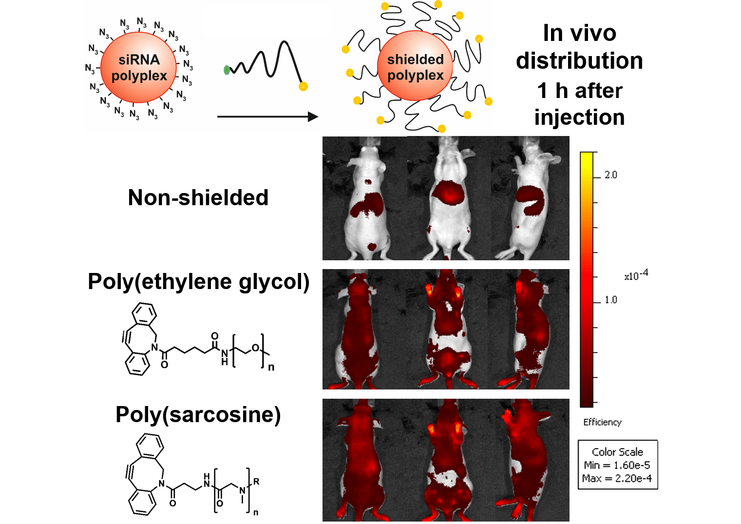 Efficient Shielding Of Polyplexes Using Heterotelechelic Polysarcosines V1 Preprints