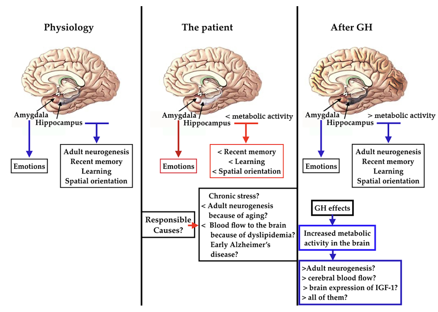 Growth Hormone Gh Administration Increases The Metabolic Activity Of The Left Hippocampus In An Elder Patient With Cognitive Disorders V1 Preprints