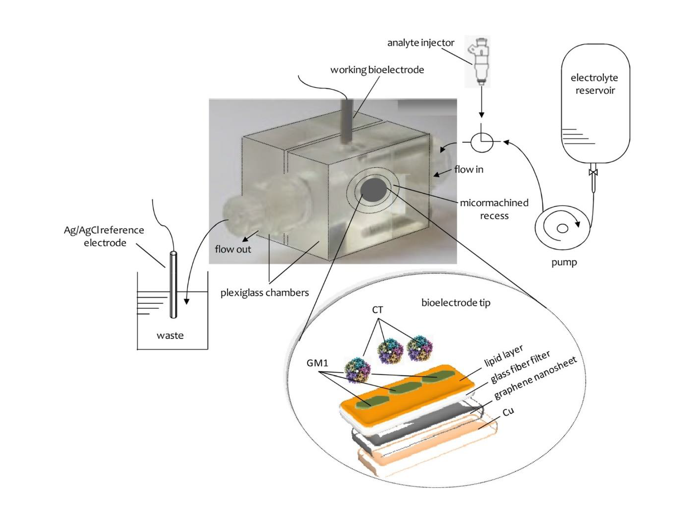 Potentiometric Biosensing Applications of Graphene Electrode with