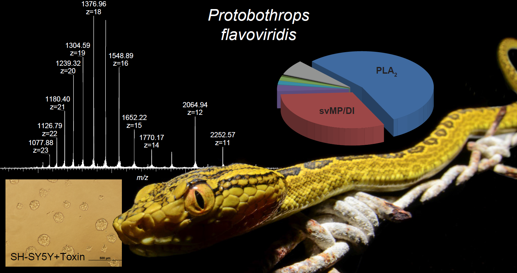 Comprehensive Snake Venomics Of The Okinawa Habu Pit Viper Protobothrops Flavoviridis By Complementary Mass Spectrometry Guided Approaches V1 Preprints