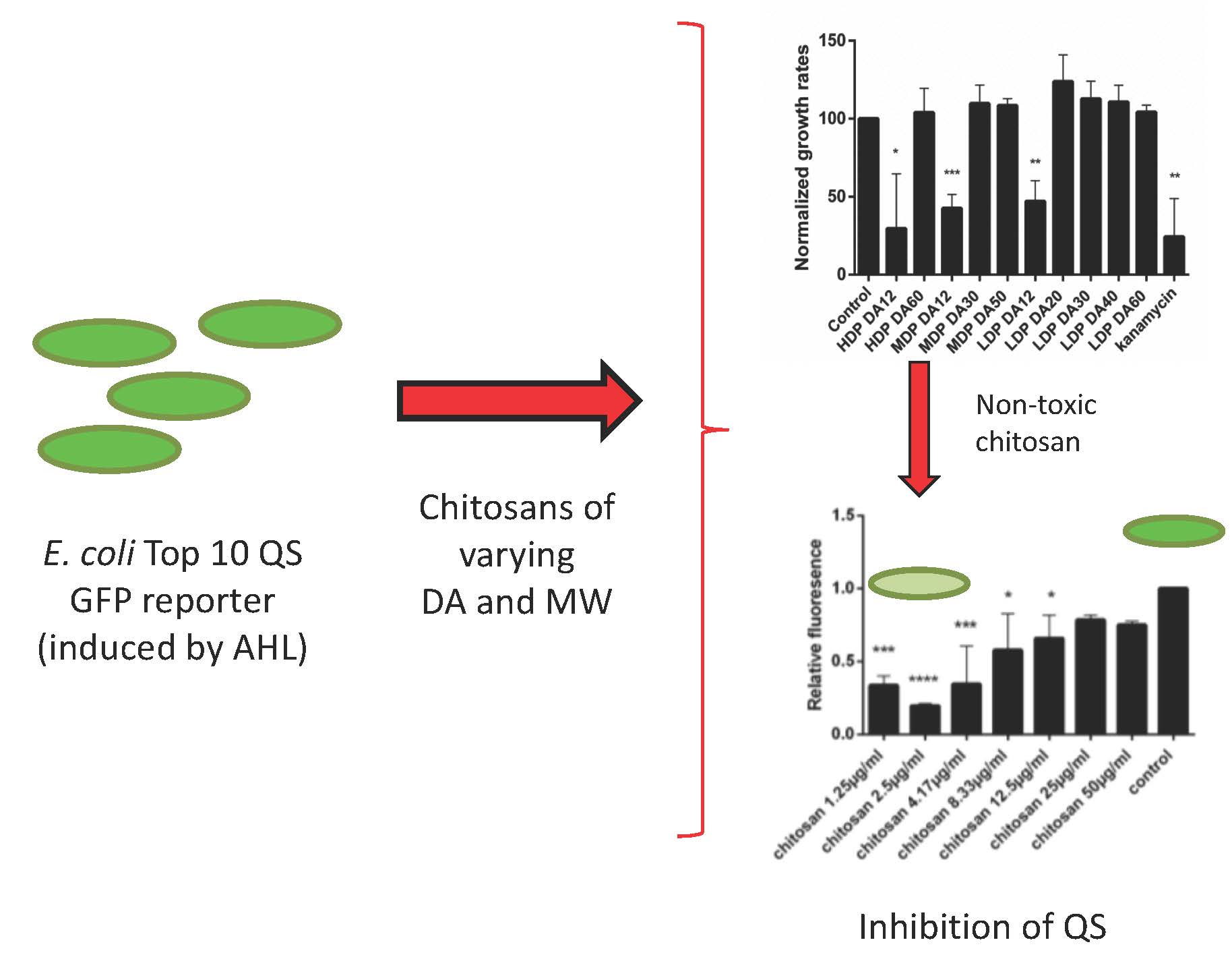 Assessment Of The Quorum Sensing Inhibition Activity Of A Non Toxic Chitosan In A Ahl Based E Coli Biosensor V1 Preprints