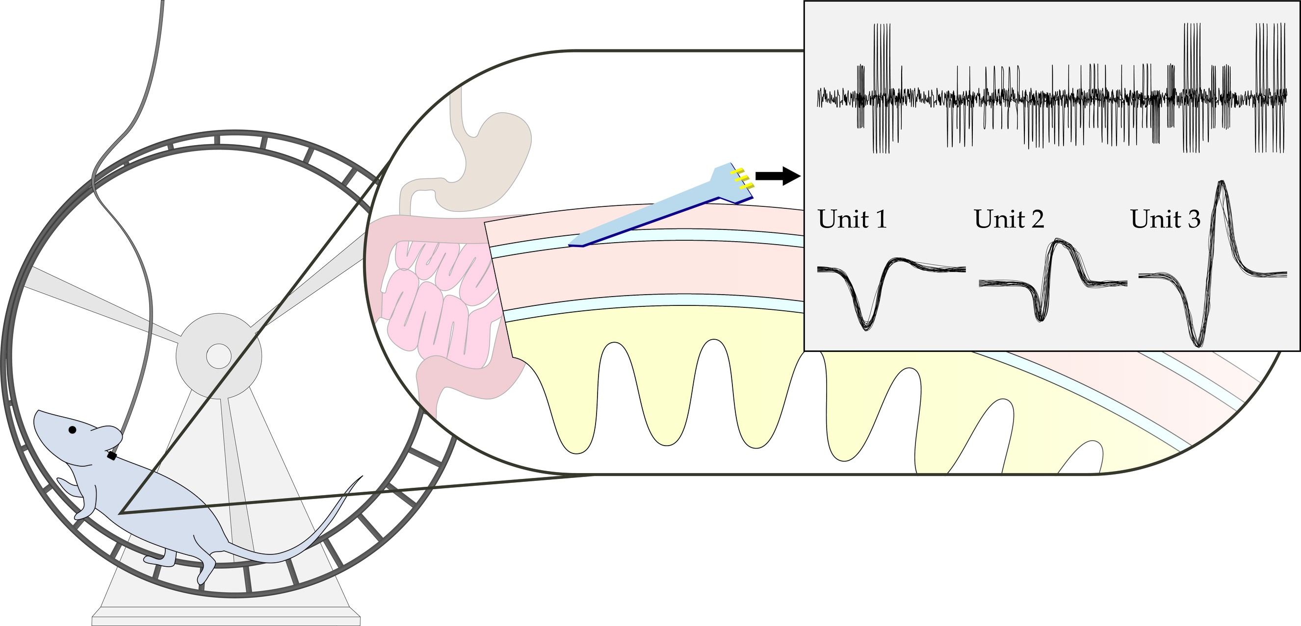Opportunities and Challenges Single-Unit Recordings from Enteric Awake Animals[v1] Preprints